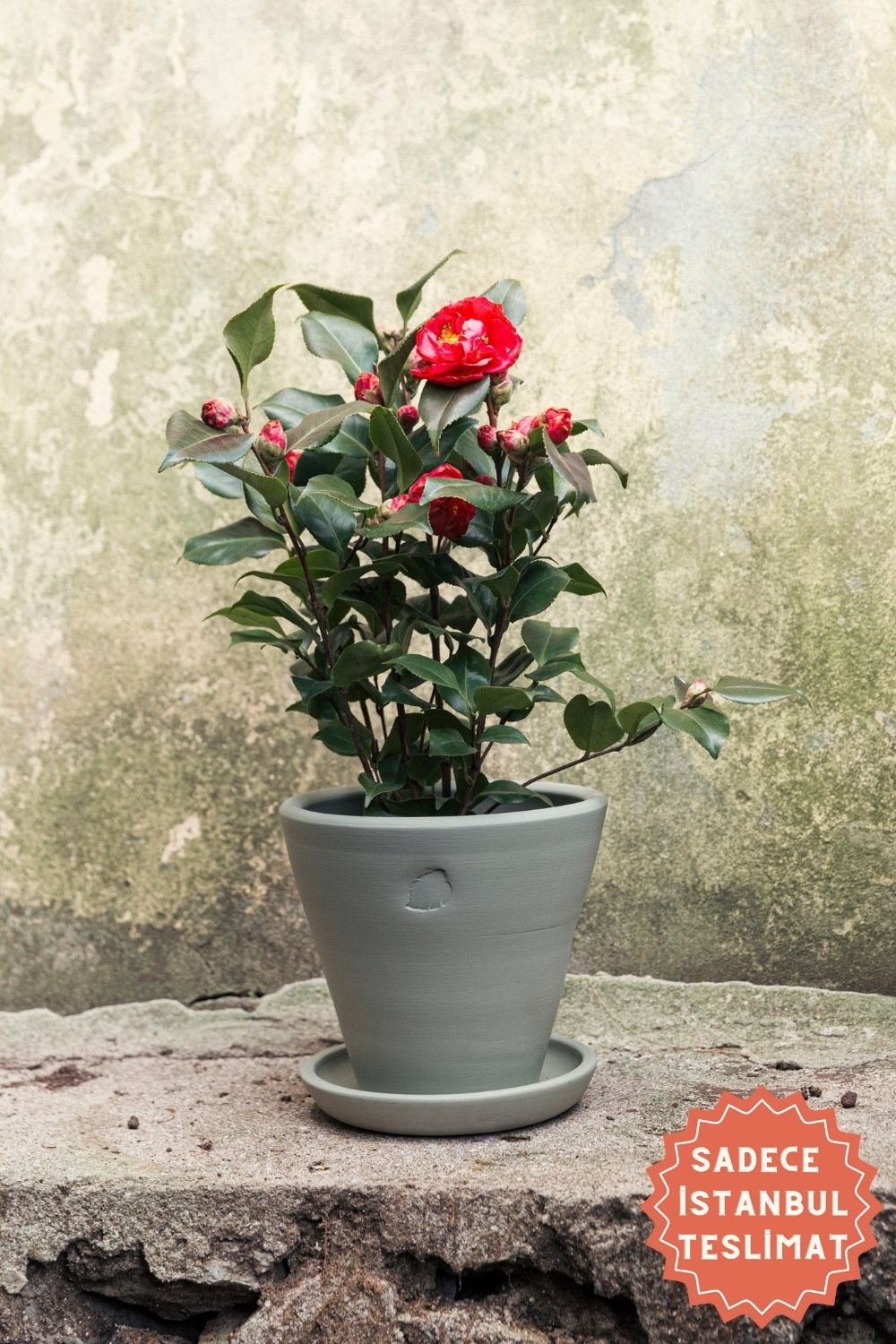 Jungleous-Mint Saksı 22 cm (Tabaklı)-Saksı-1-Milagron.com