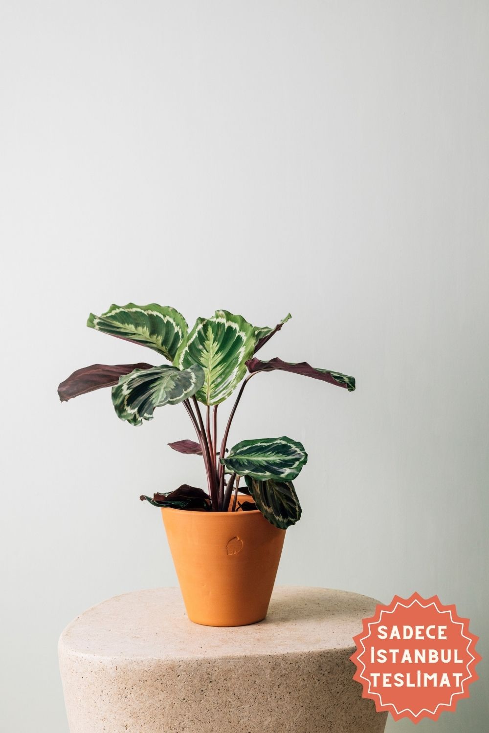 Jungleous-Oli-Bitki-1-Milagron.com