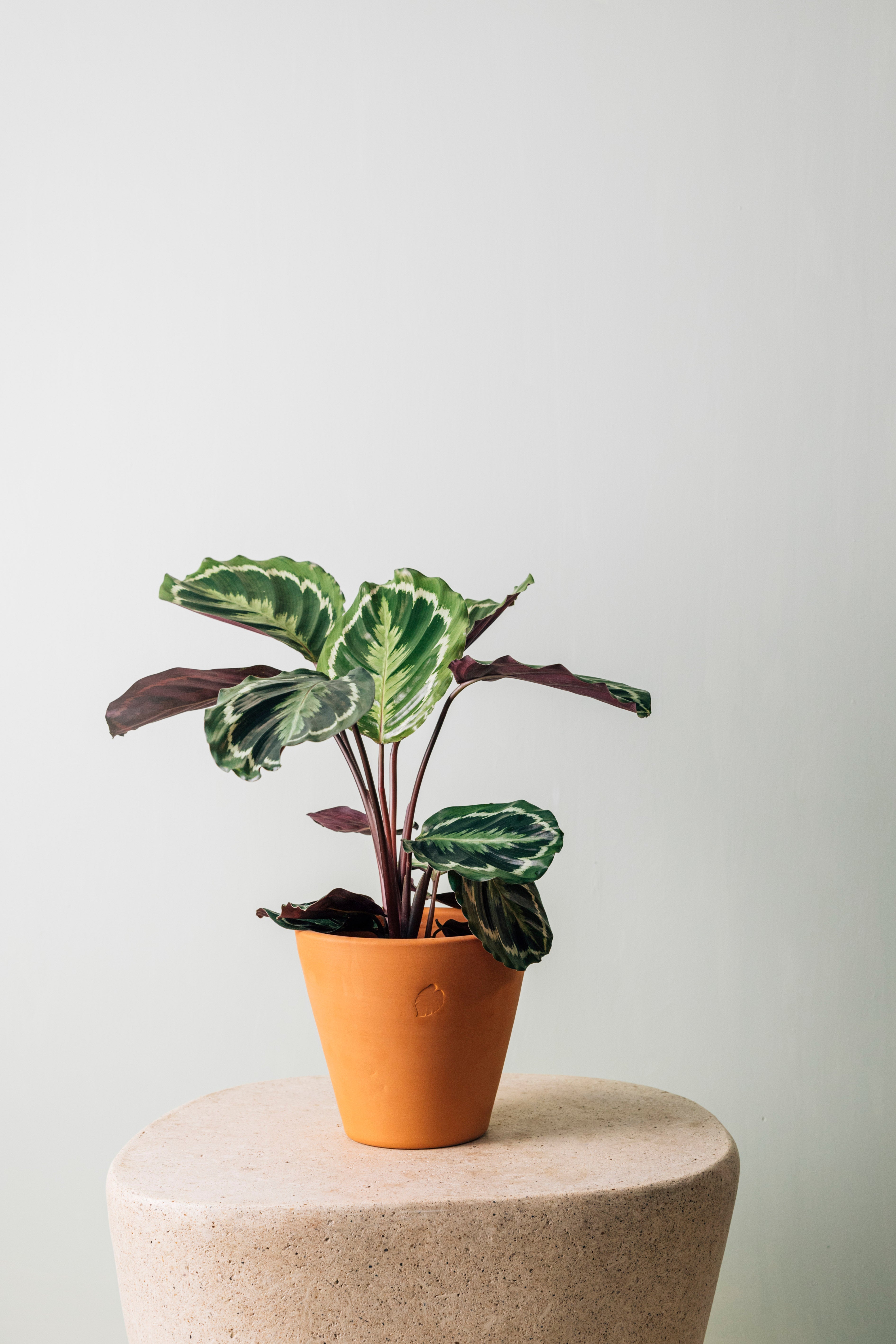 Jungleous-Oli-Bitki-2-Milagron.com