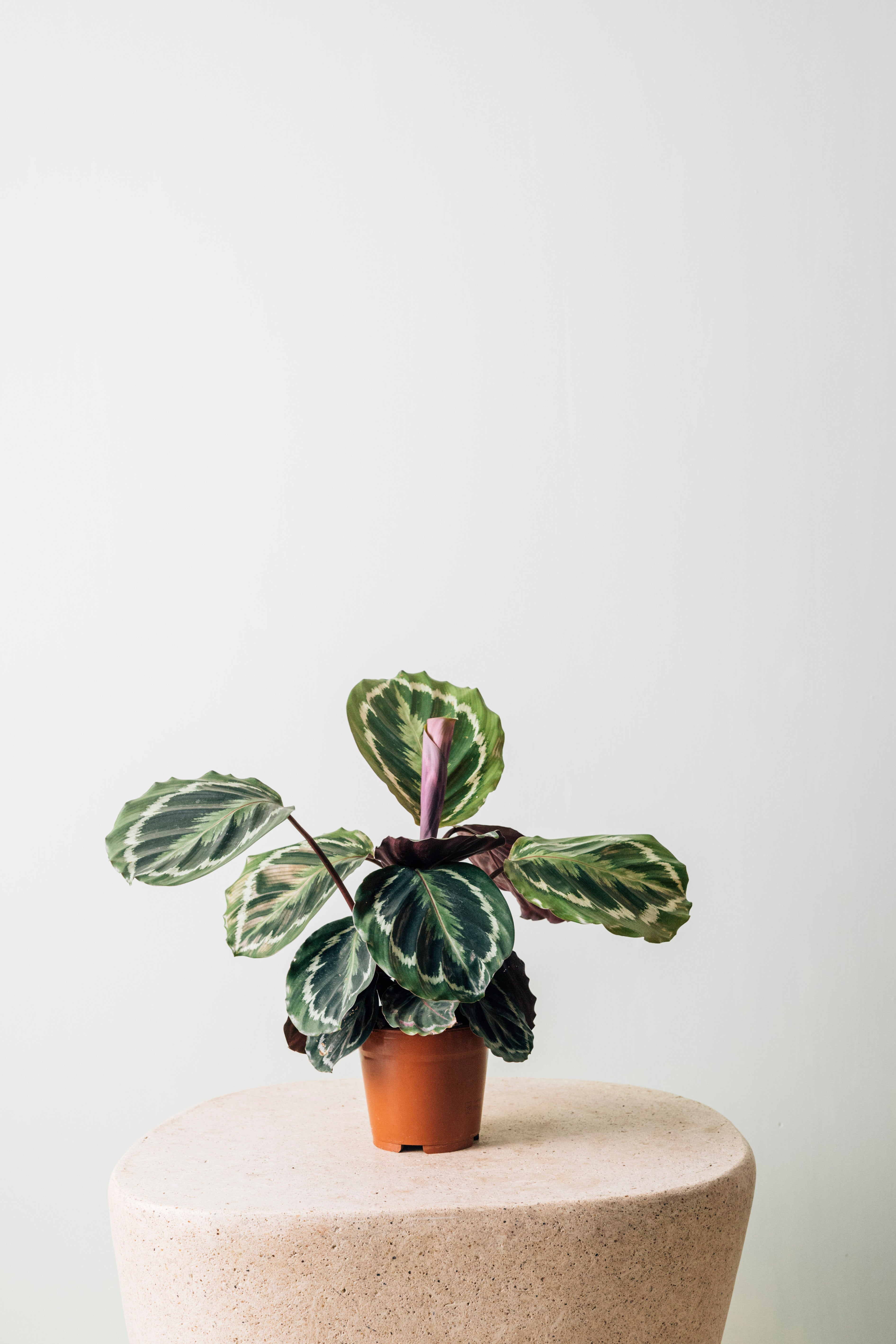 Jungleous-Oli-Bitki-3-Milagron.com