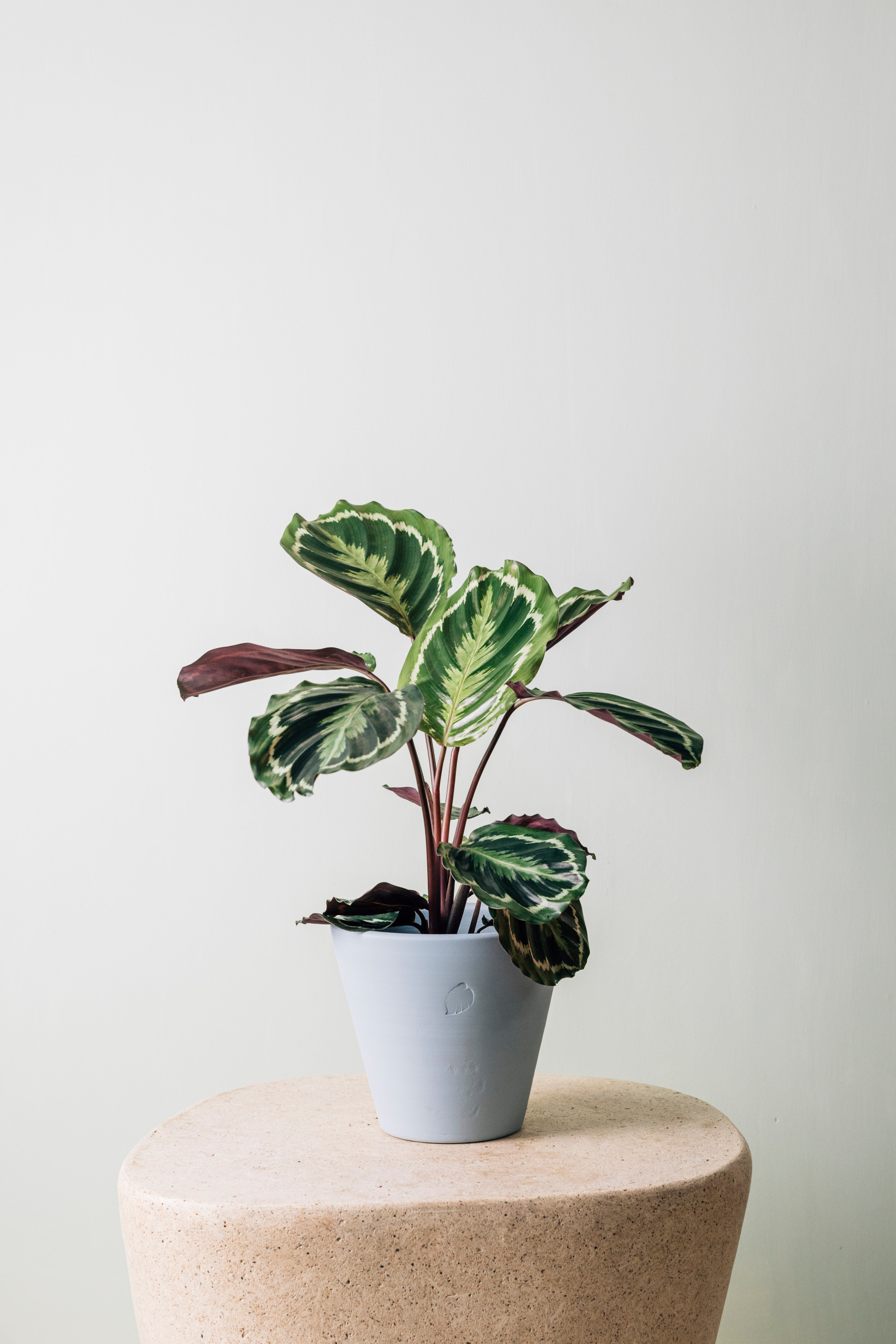 Jungleous-Oli-Bitki-4-Milagron.com