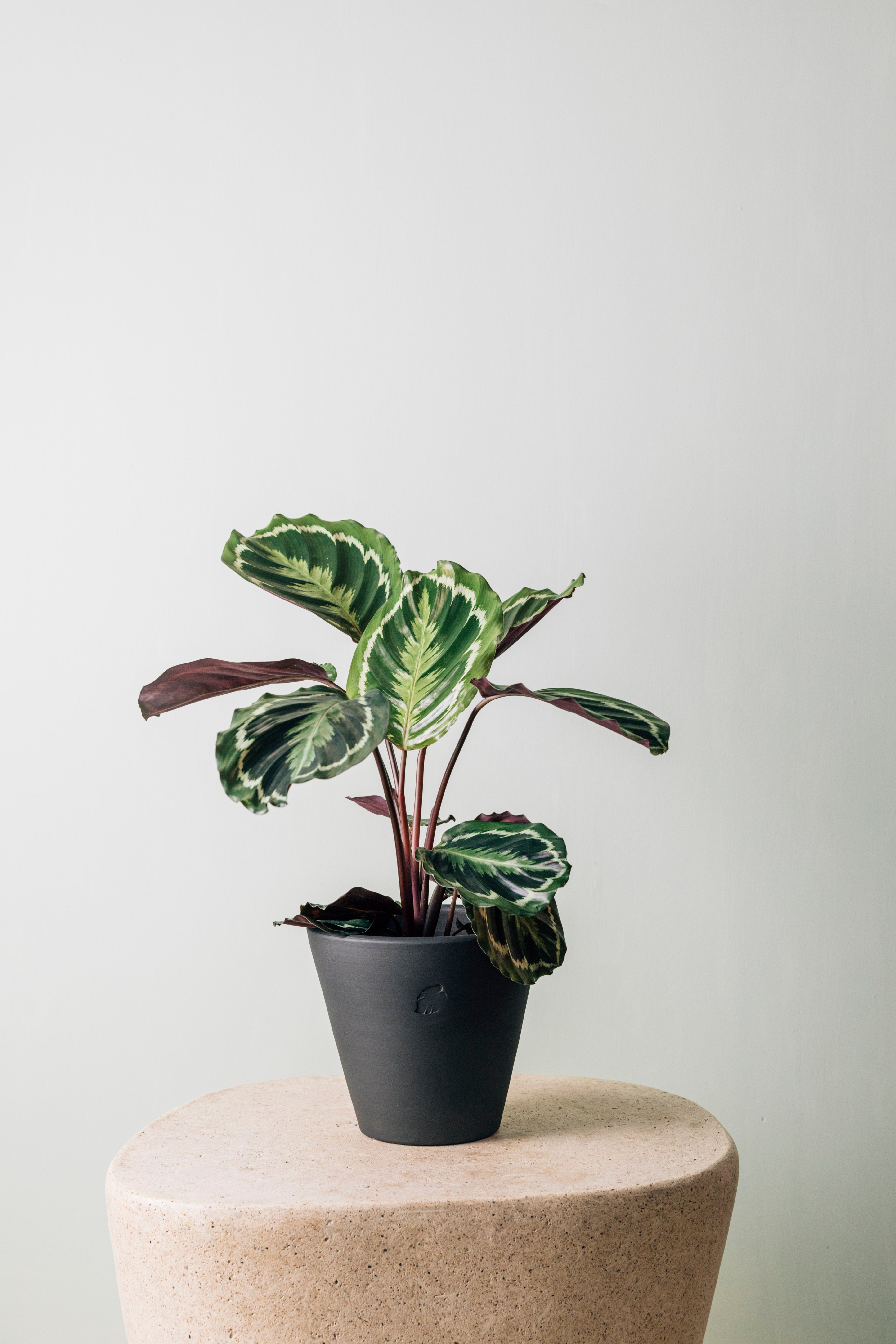 Jungleous-Oli-Bitki-5-Milagron.com