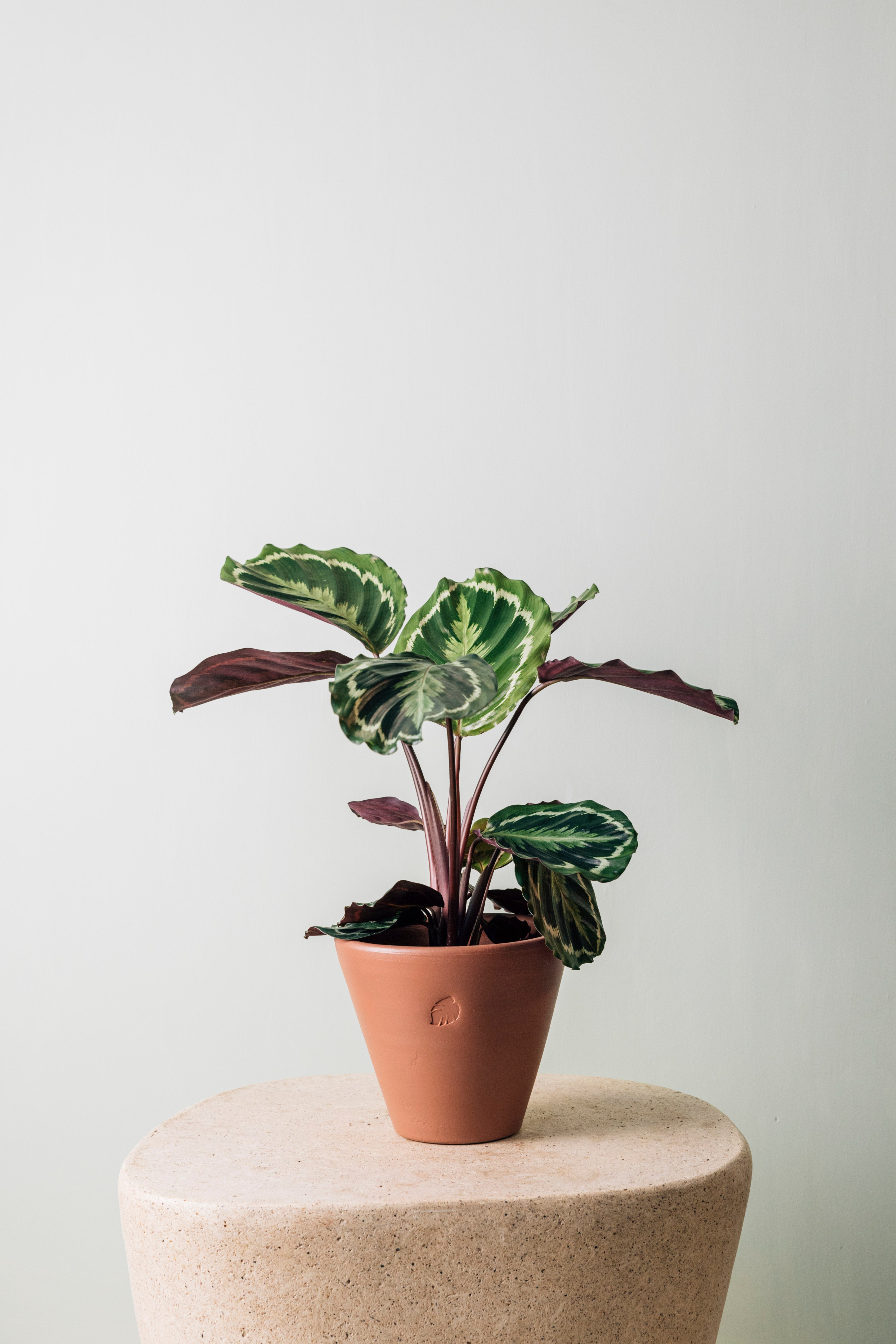 Jungleous-Oli-Bitki-6-Milagron.com