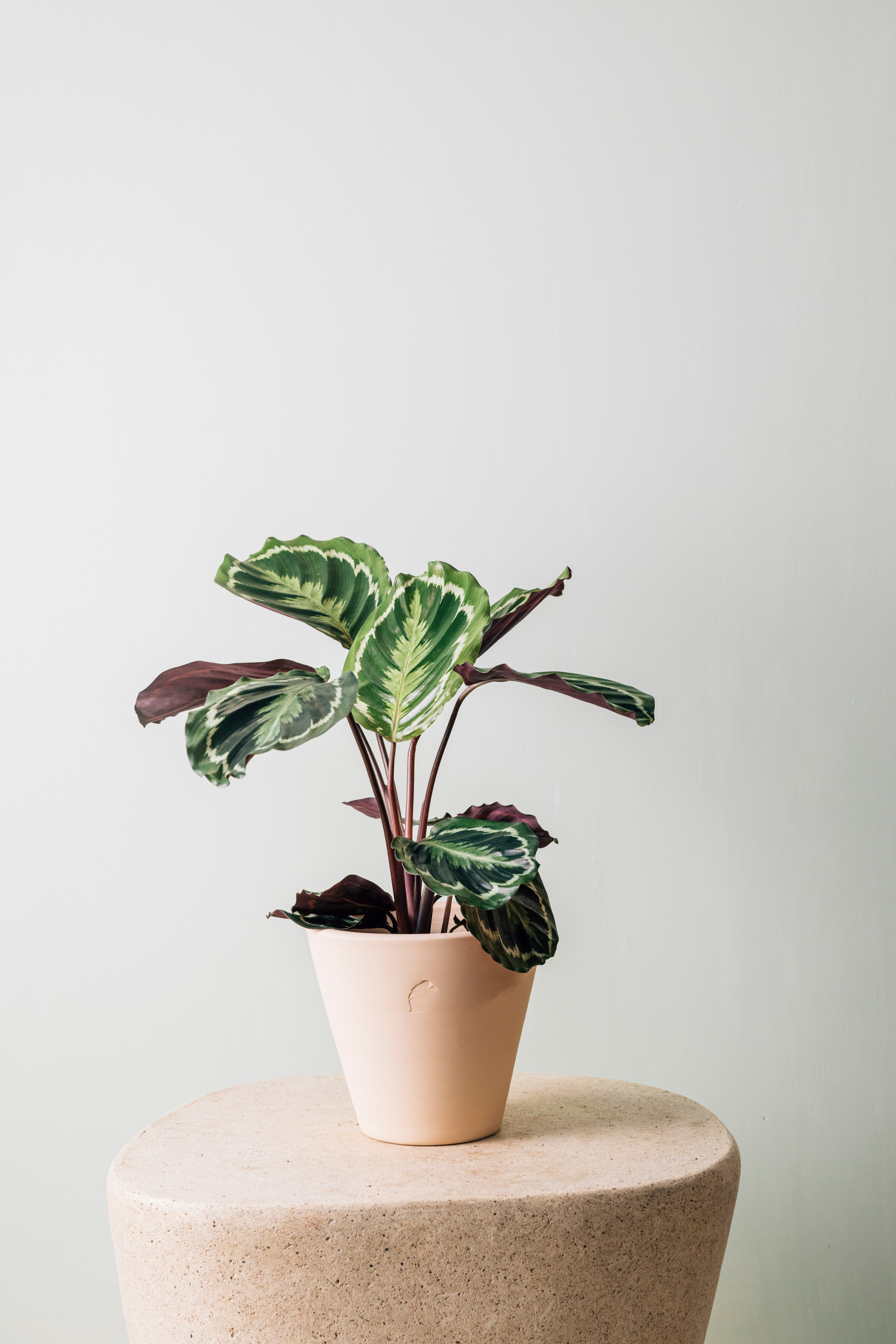 Jungleous-Oli-Bitki-7-Milagron.com