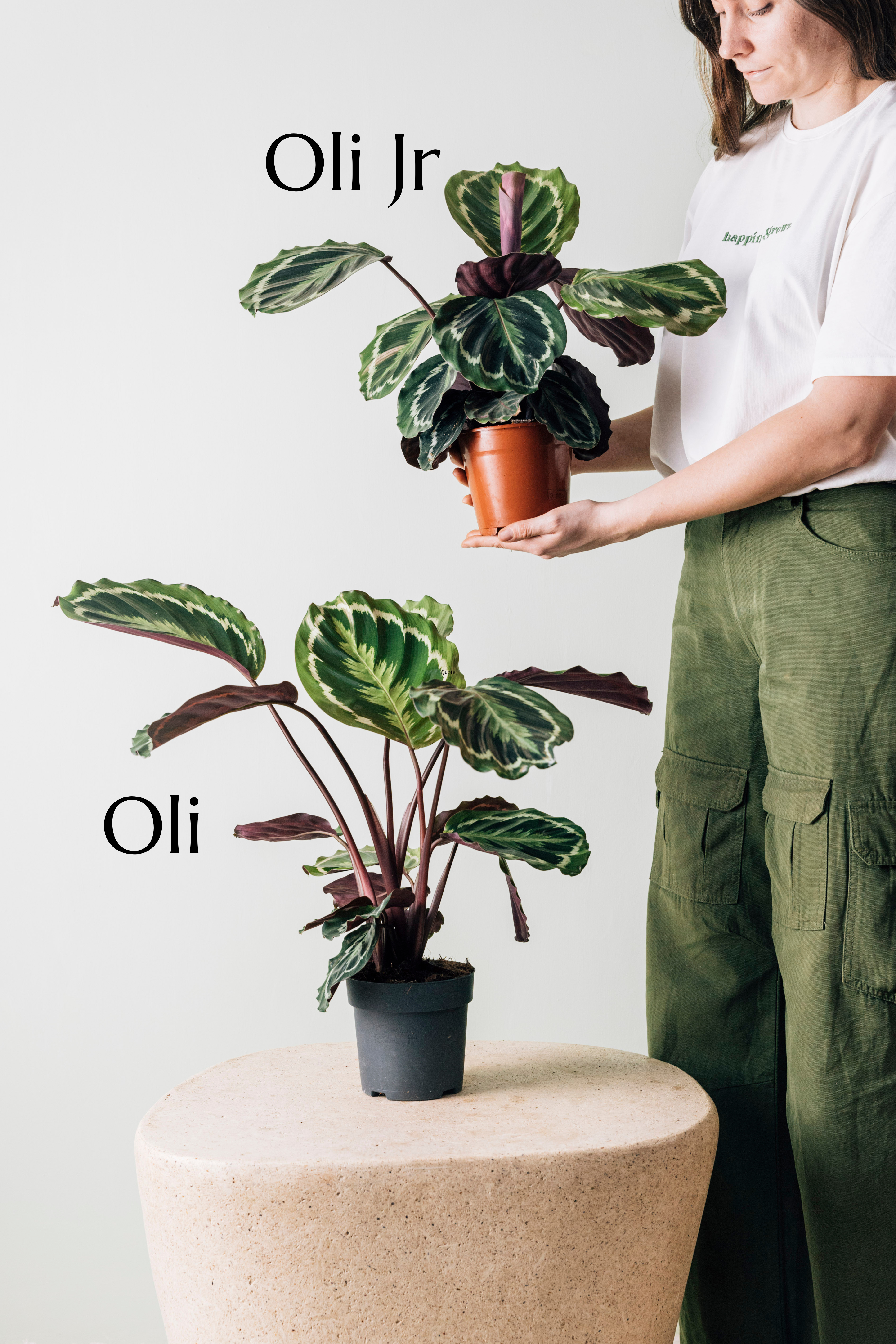 Jungleous-Oli-Bitki-8-Milagron.com