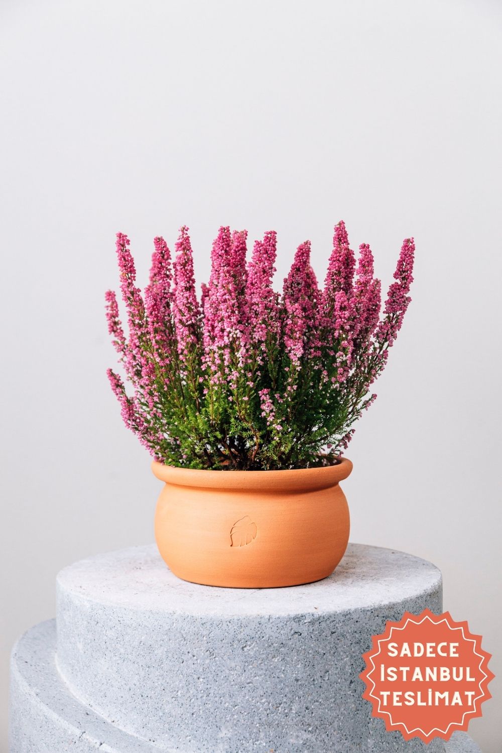 Jungleous-Olla Saksı Küçük (Tabaklı)-Saksı-1-Milagron.com