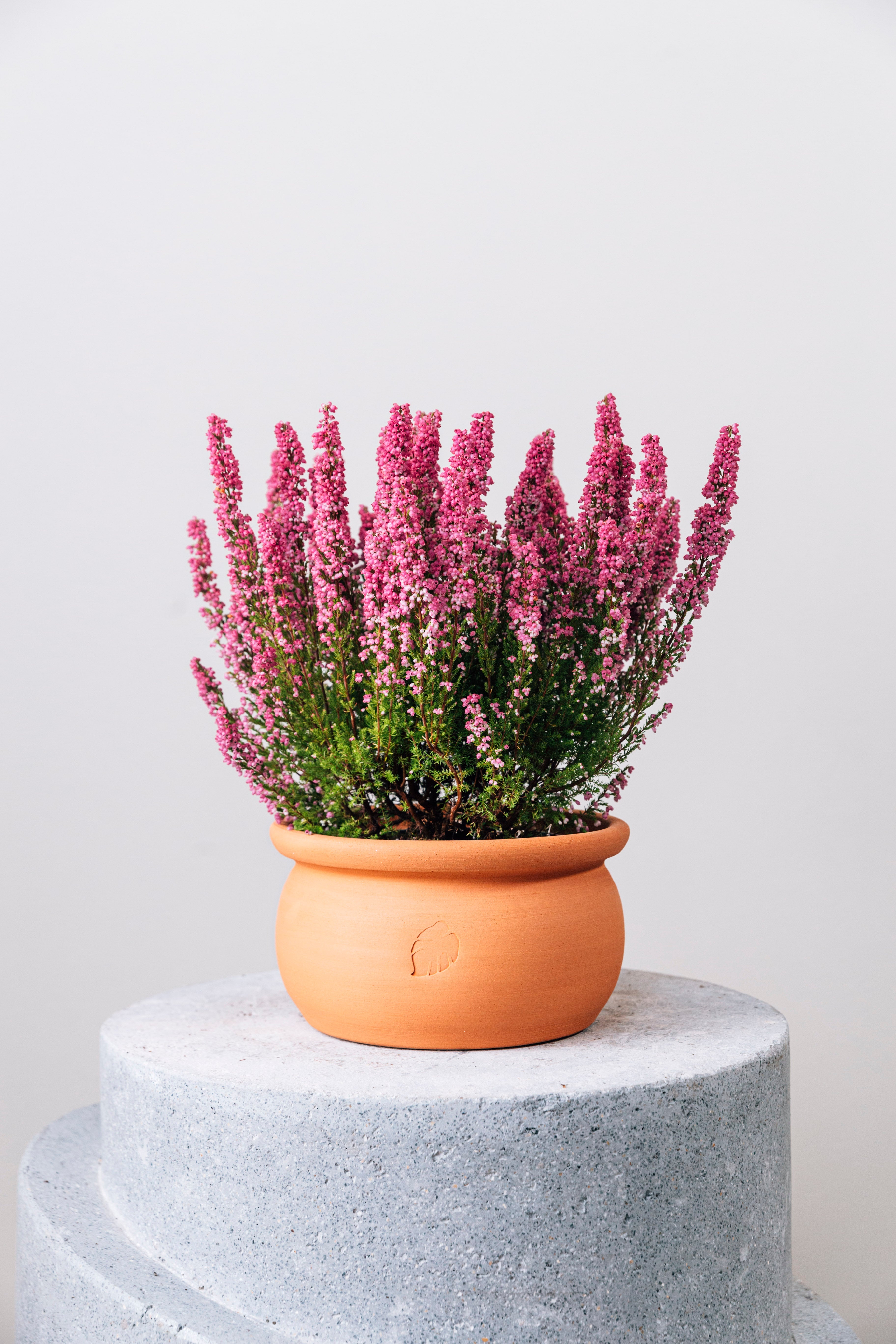 Jungleous-Olla Saksı Küçük (Tabaklı)-Saksı-3-Milagron.com