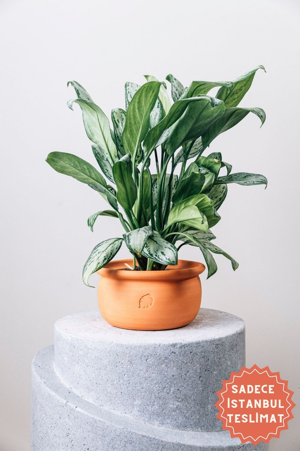 Jungleous-Olla Saksı Orta (Tabaklı)-Saksı-1-Milagron.com