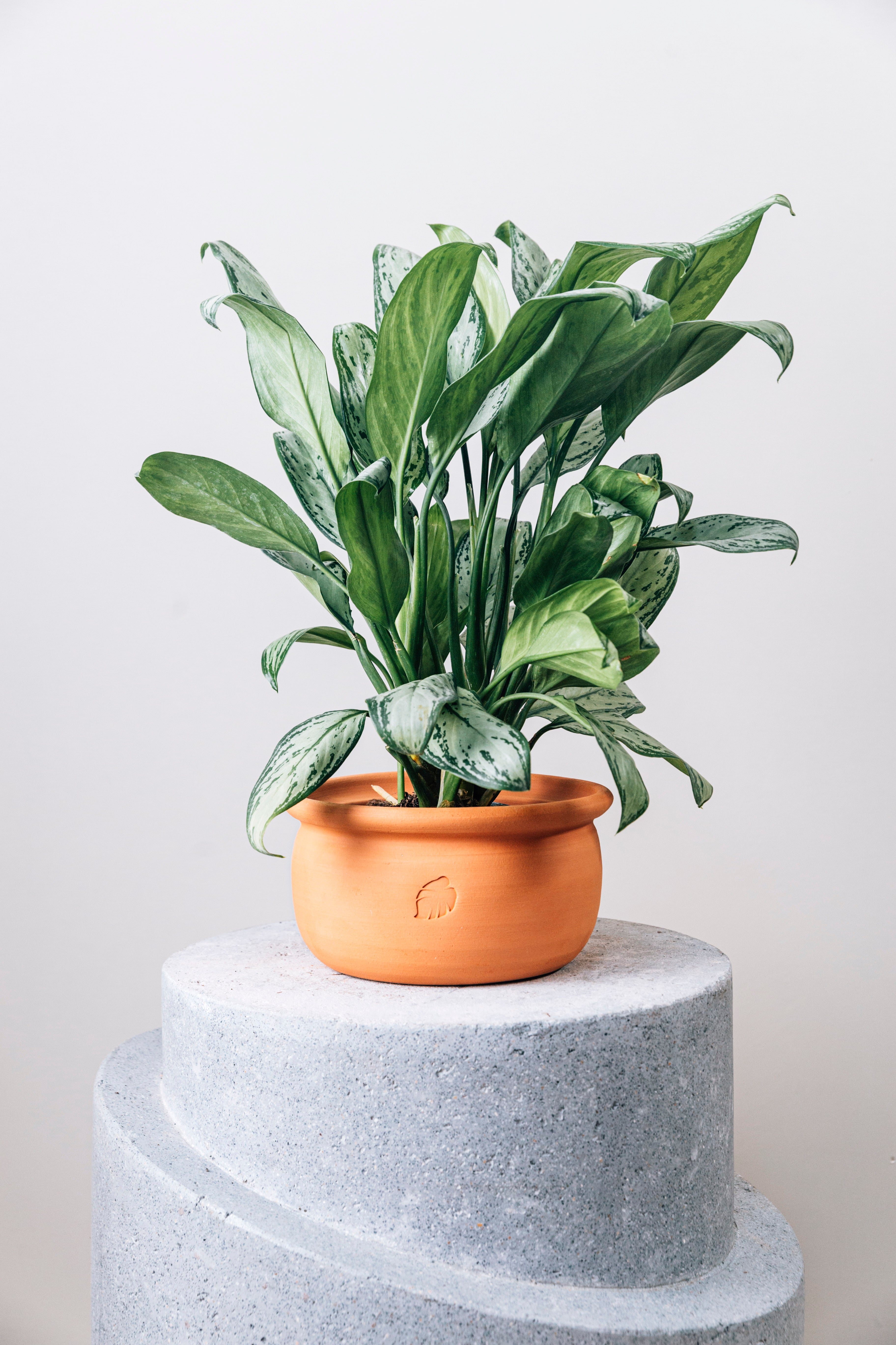 Jungleous-Olla Saksı Orta (Tabaklı)-Saksı-2-Milagron.com