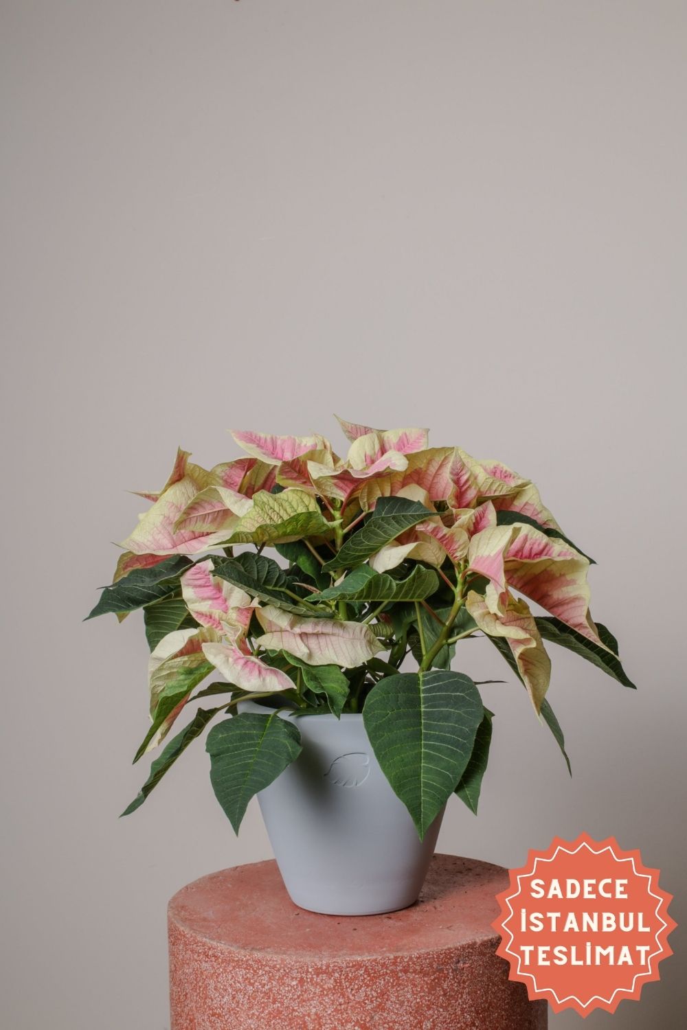 Jungleous-Pink Poinsettia-Bitki-1-Milagron.com