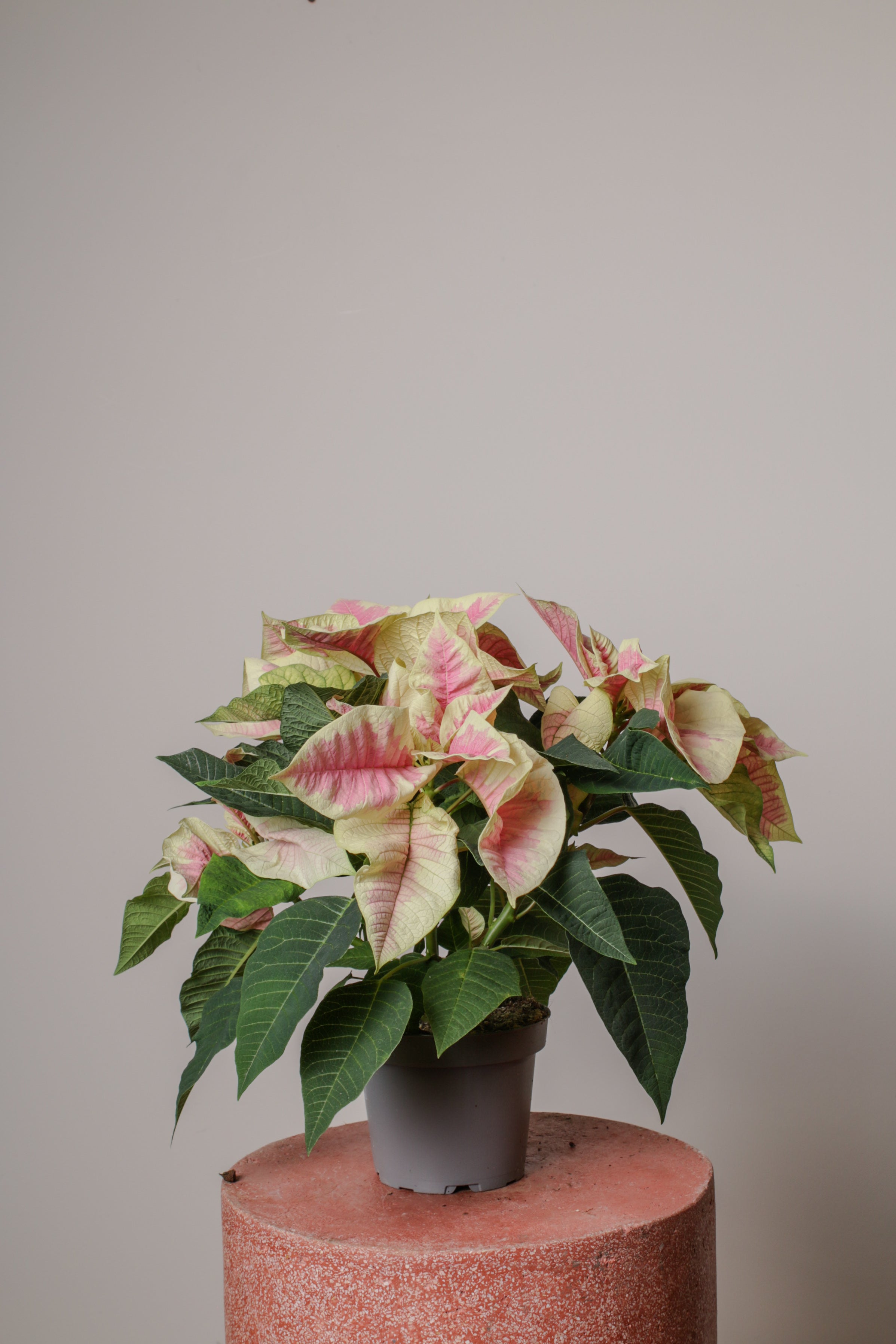Jungleous-Pink Poinsettia-Bitki-10-Milagron.com