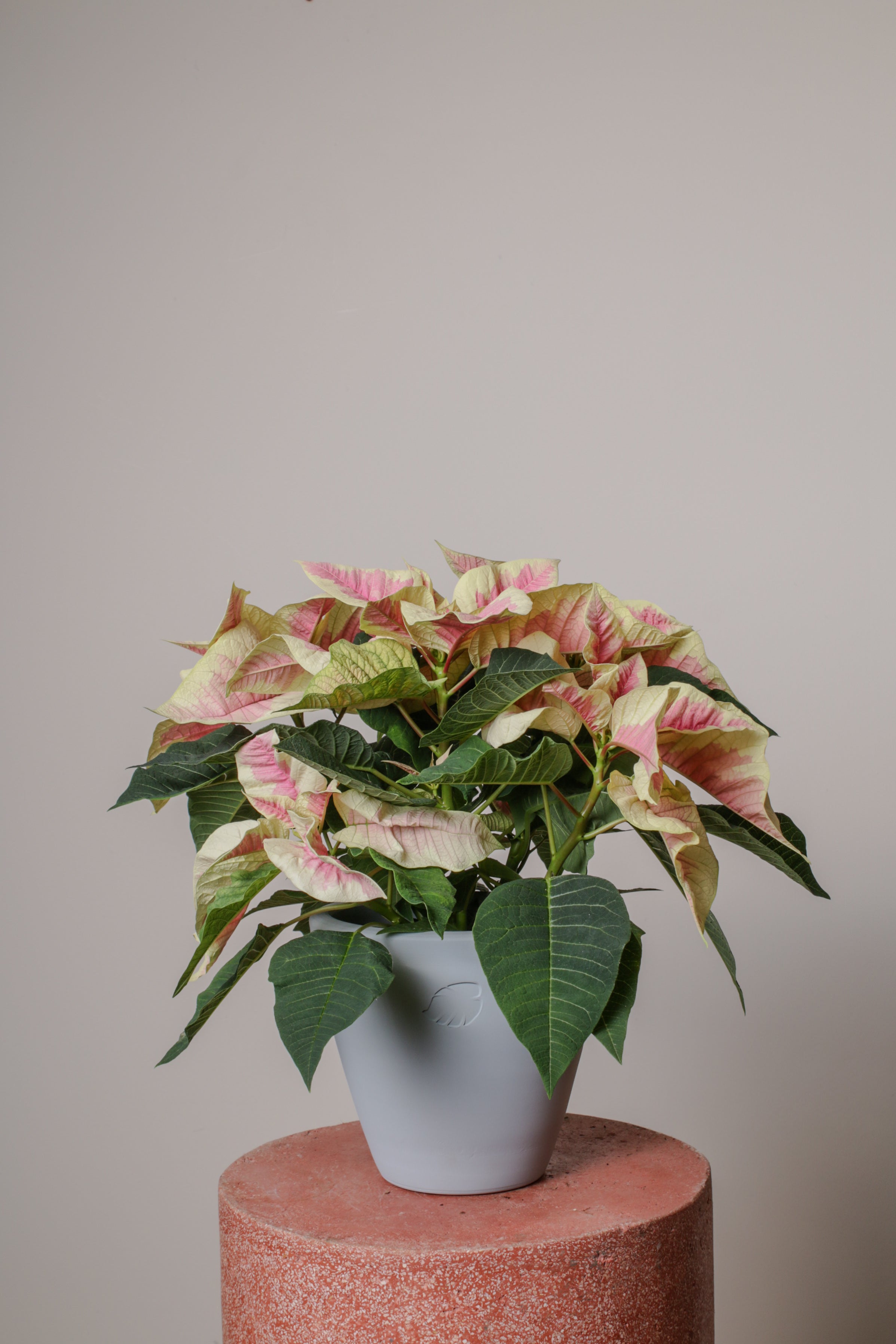 Jungleous-Pink Poinsettia-Bitki-11-Milagron.com