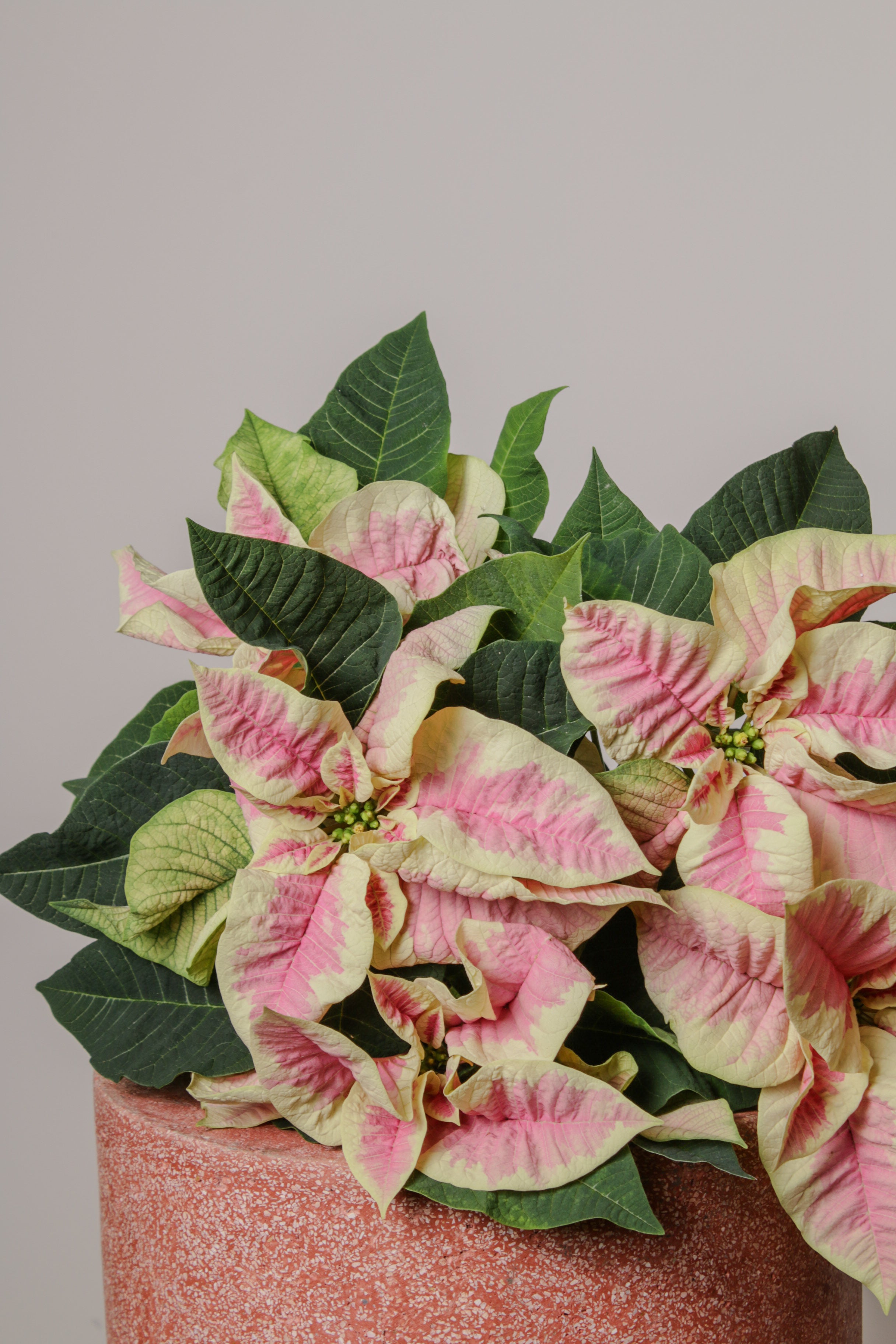 Jungleous-Pink Poinsettia-Bitki-2-Milagron.com