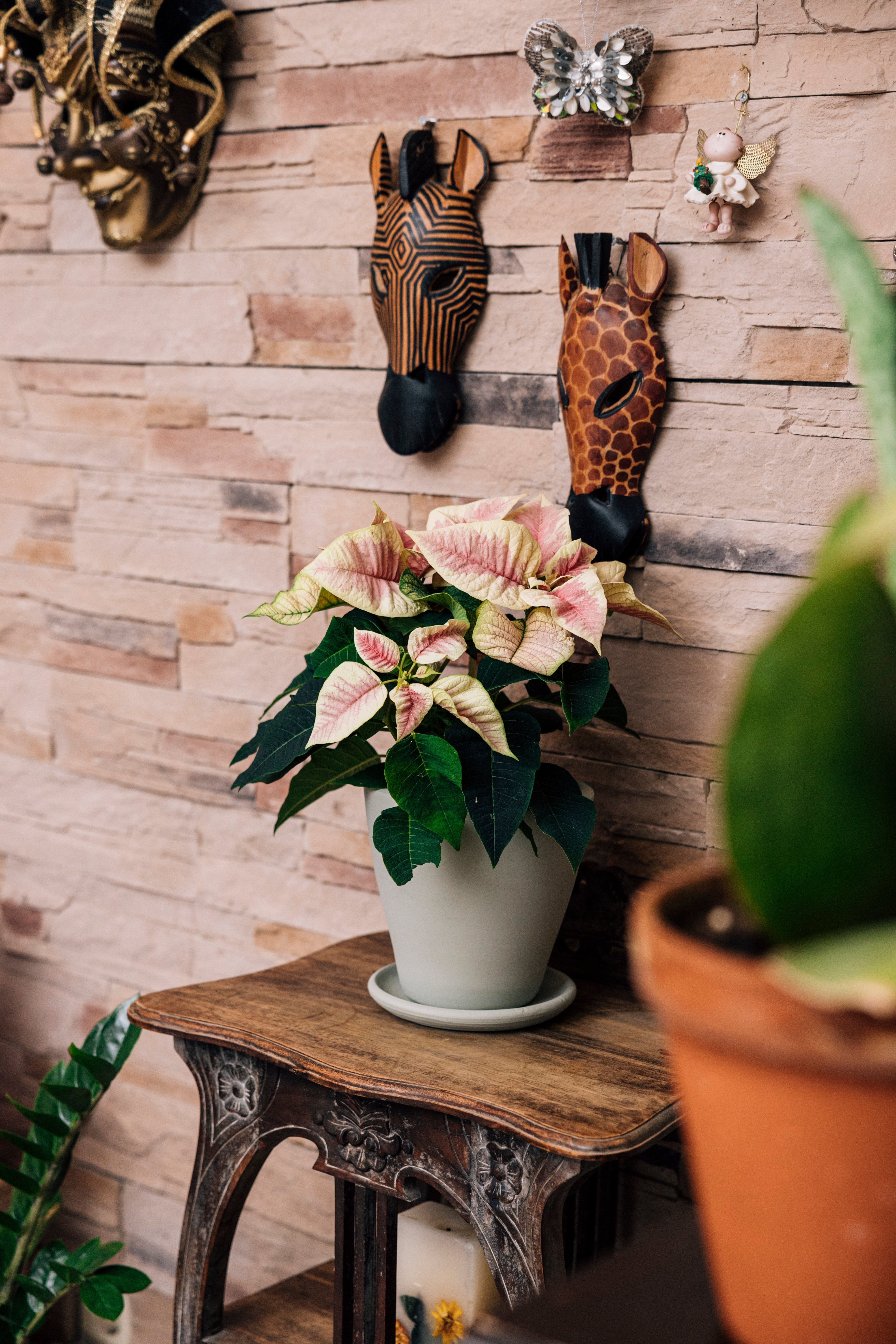 Jungleous-Pink Poinsettia-Bitki-3-Milagron.com