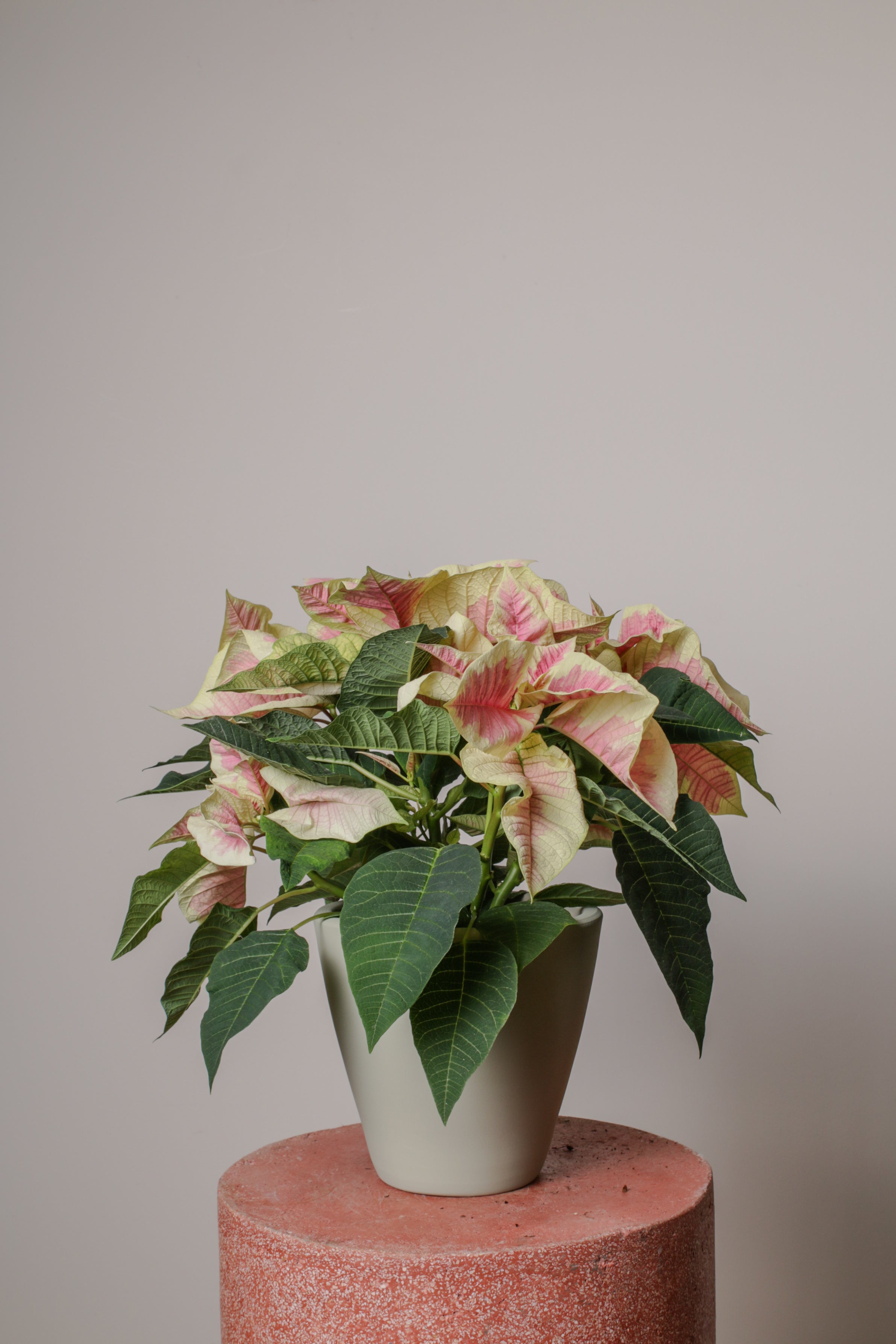 Jungleous-Pink Poinsettia-Bitki-4-Milagron.com