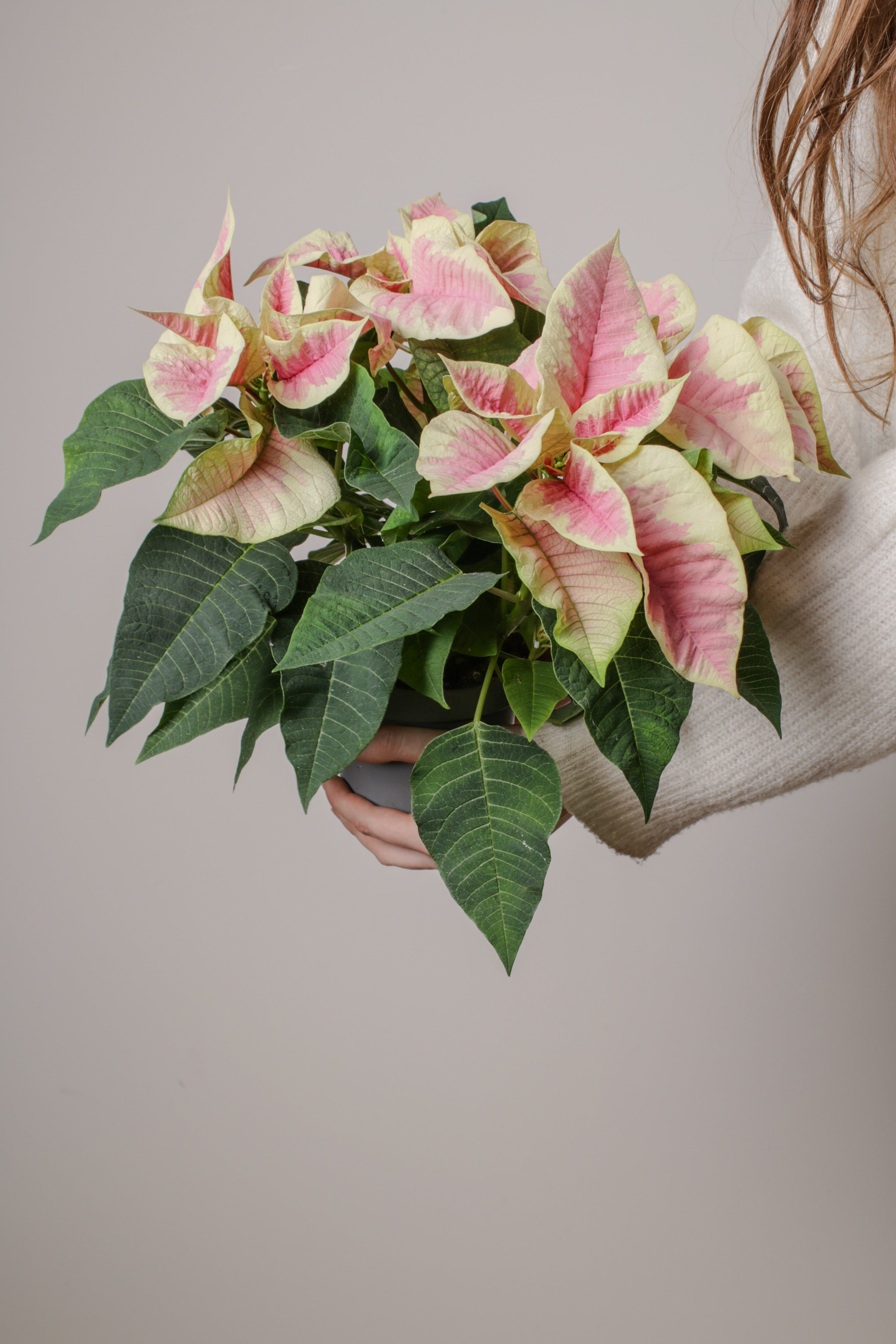 Jungleous-Pink Poinsettia-Bitki-5-Milagron.com