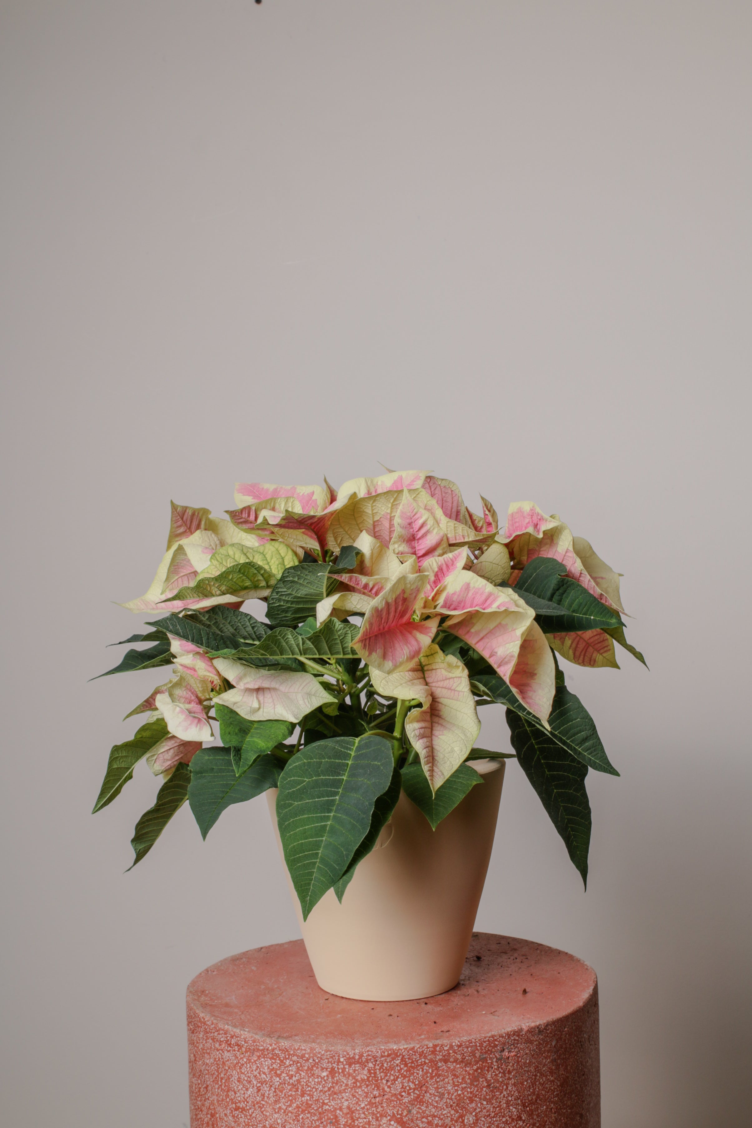 Jungleous-Pink Poinsettia-Bitki-6-Milagron.com