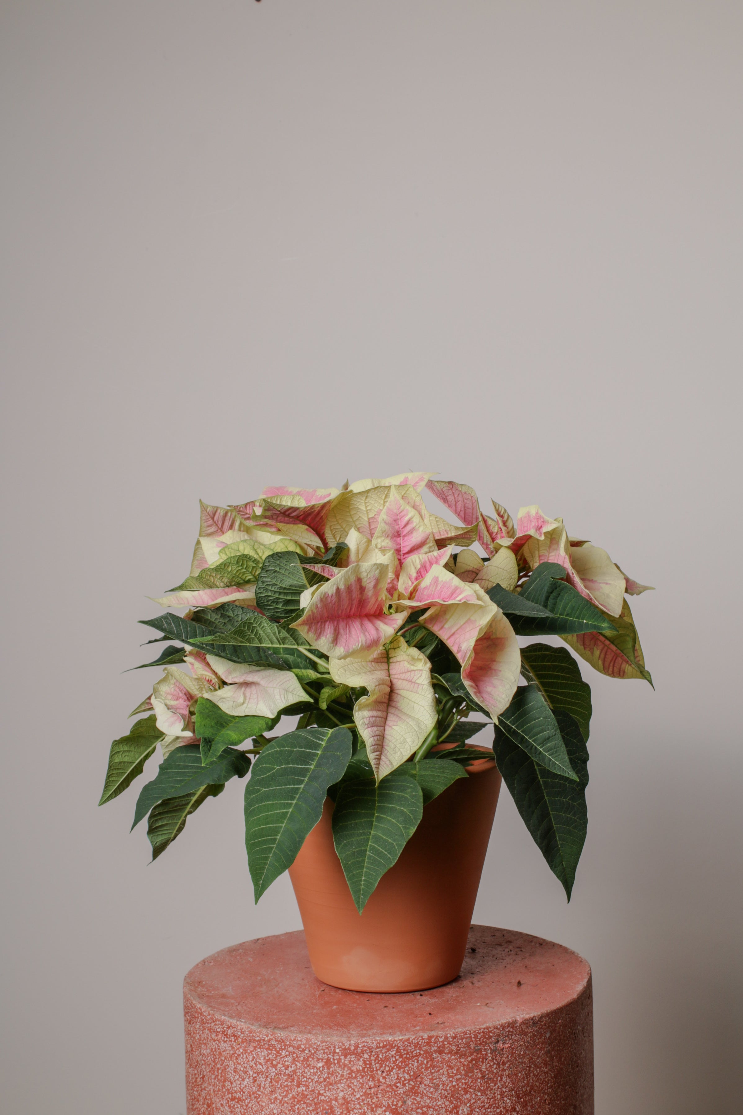 Jungleous-Pink Poinsettia-Bitki-7-Milagron.com