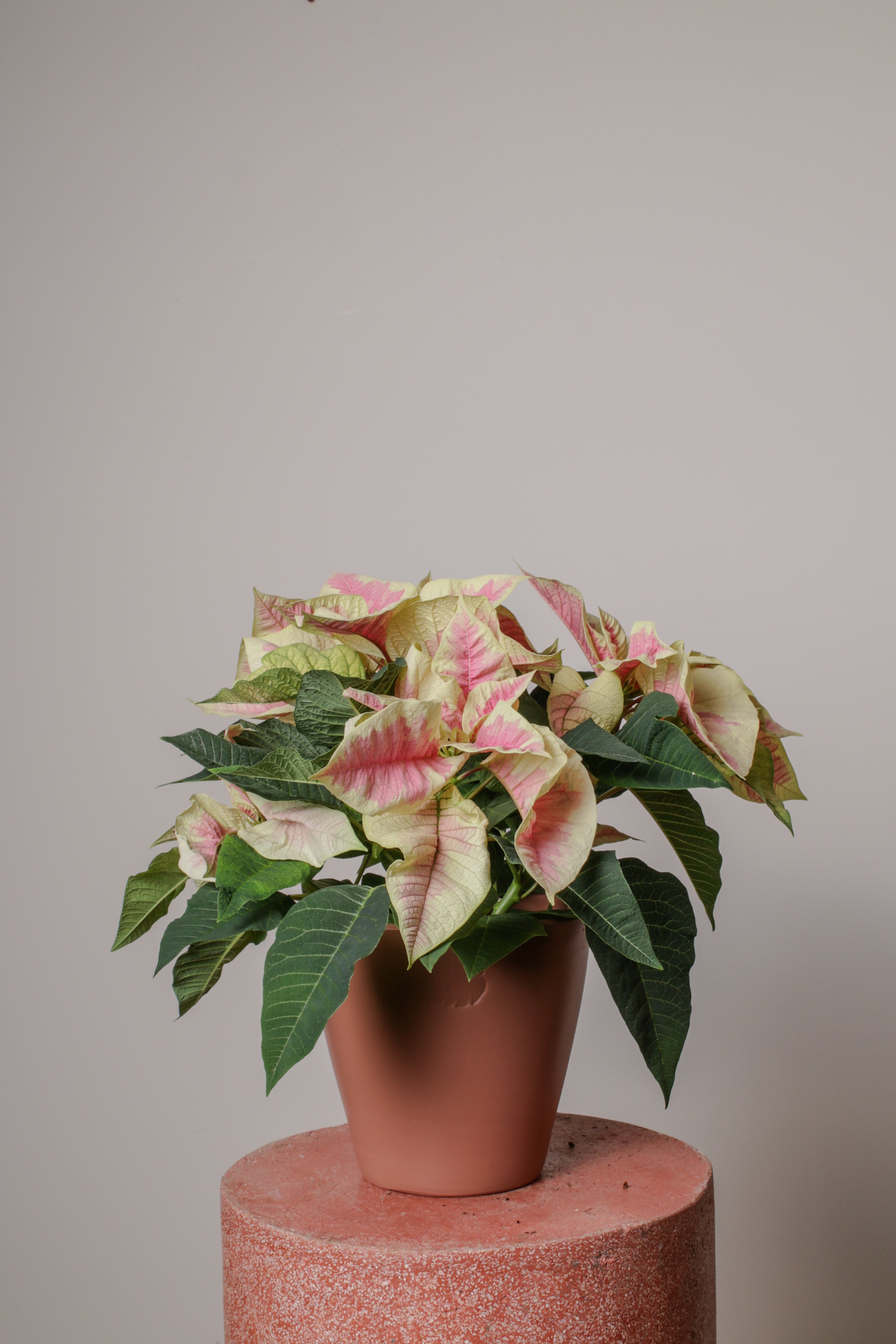 Jungleous-Pink Poinsettia-Bitki-8-Milagron.com