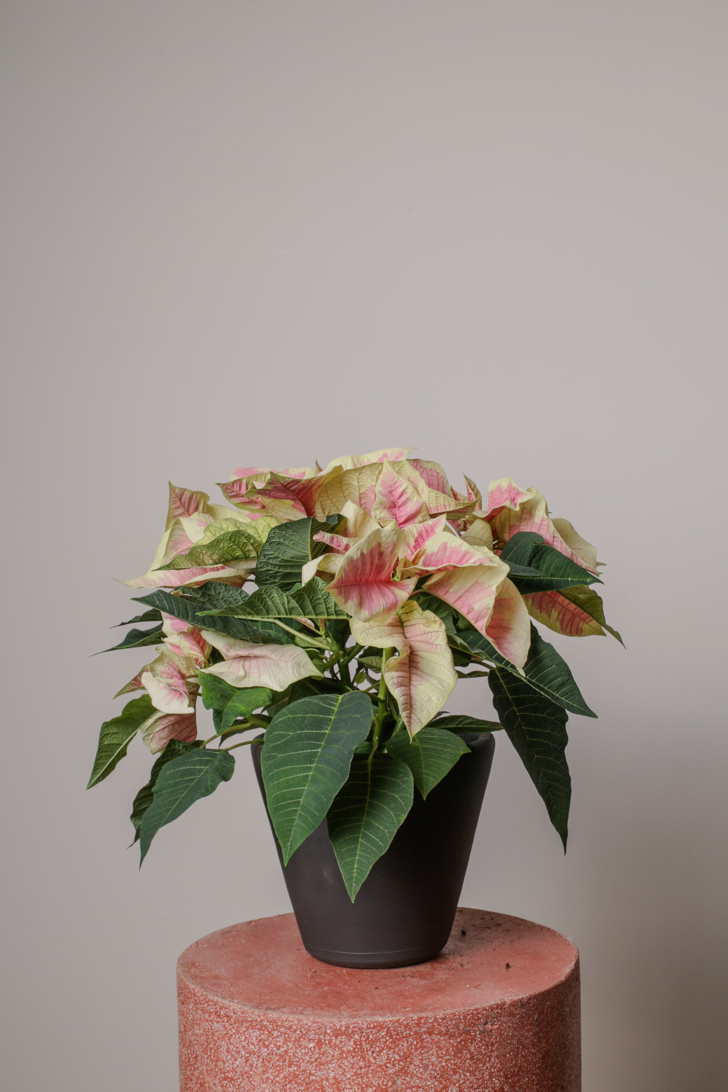 Jungleous-Pink Poinsettia-Bitki-9-Milagron.com