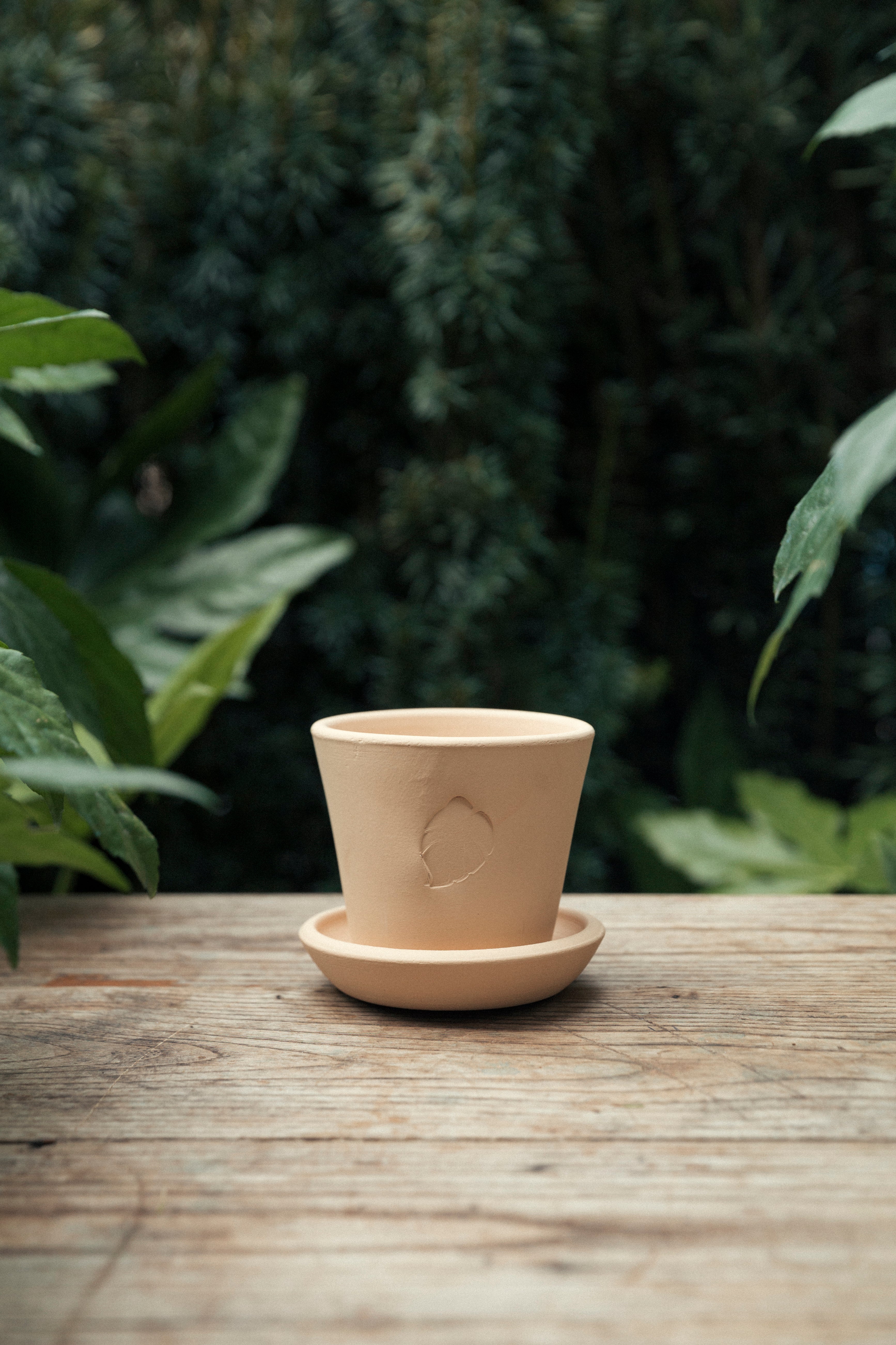 Jungleous-Sahara Saksı 10 cm (Tabaklı)-Saksı-2-Milagron.com