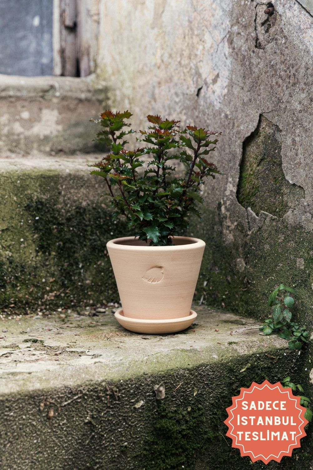 Jungleous-Sahara Saksı 14 cm (Tabaklı)-Saksı-1-Milagron.com