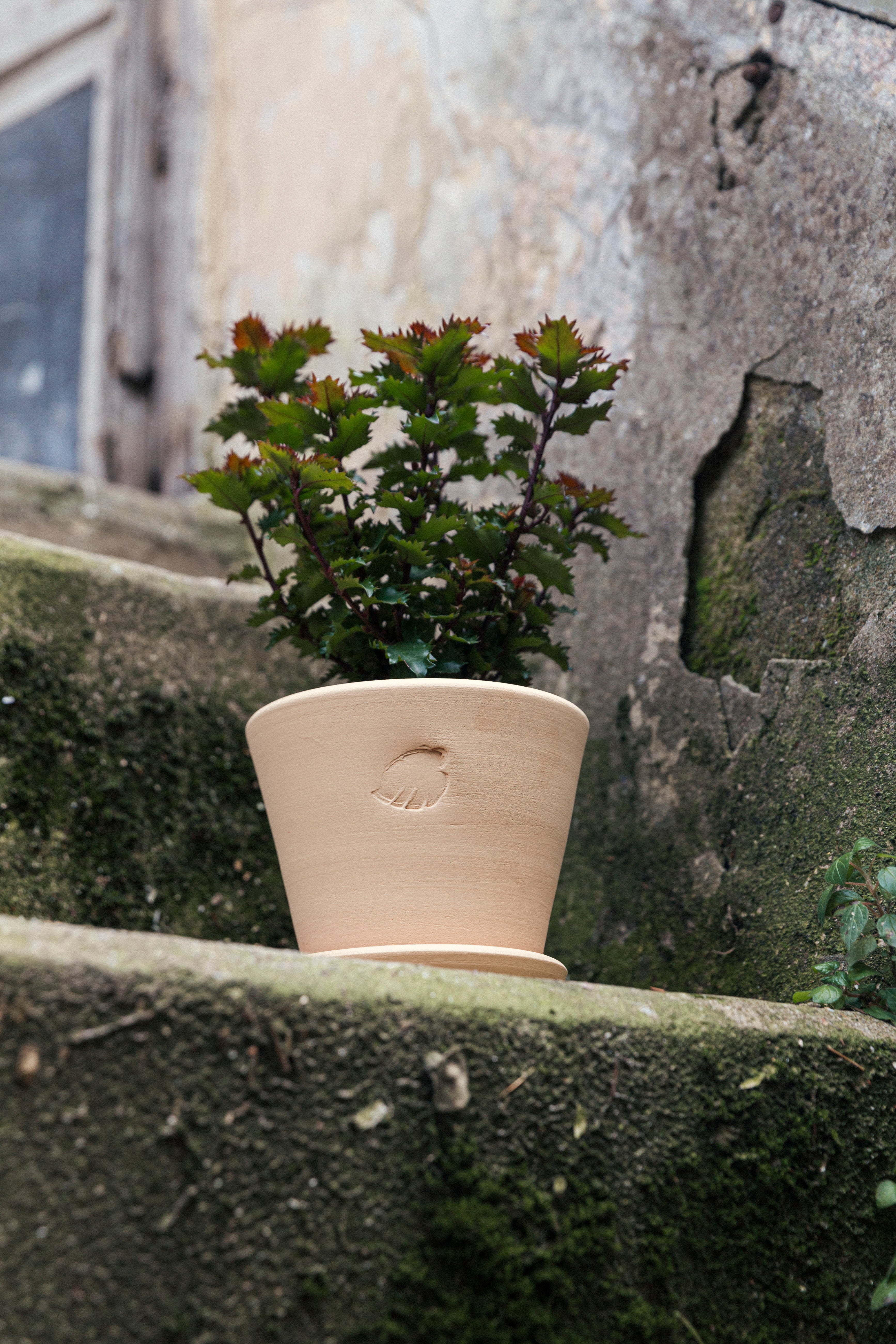 Jungleous-Sahara Saksı 14 cm (Tabaklı)-Saksı-3-Milagron.com