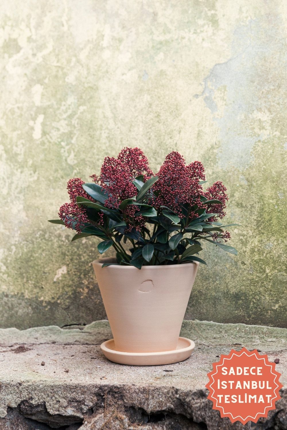 Jungleous-Sahara Saksı 22 cm (Tabaklı)-Saksı-1-Milagron.com