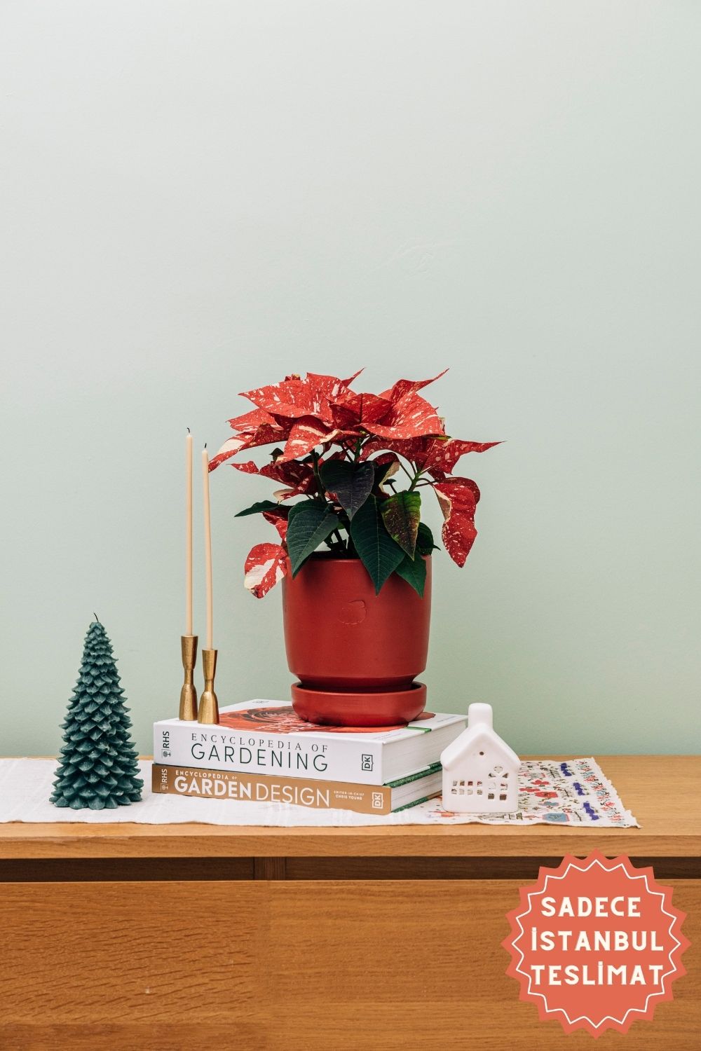 Jungleous-Santa (Poinsettia)-Bitki-1-Milagron.com