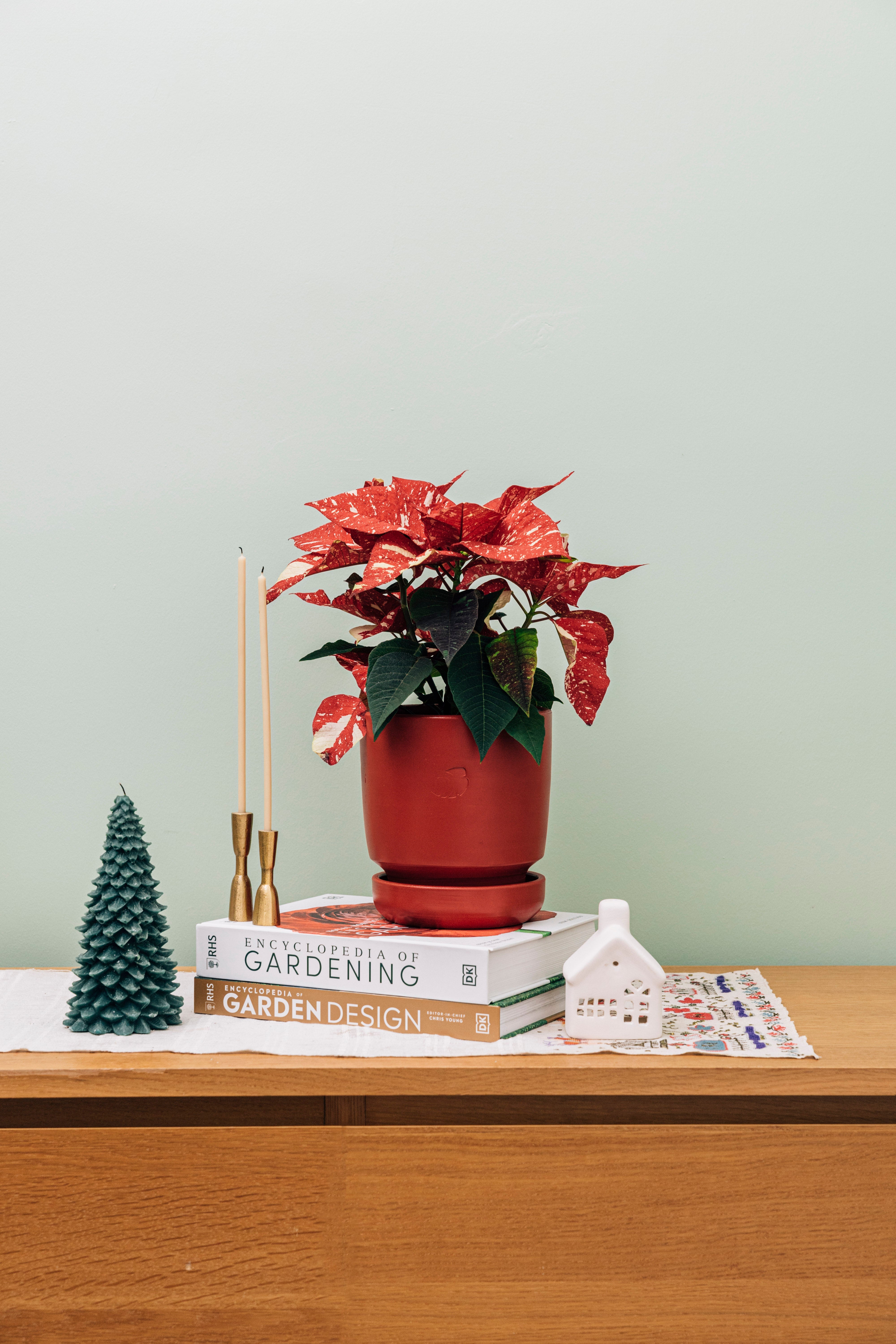 Jungleous-Santa (Poinsettia)-Bitki-2-Milagron.com