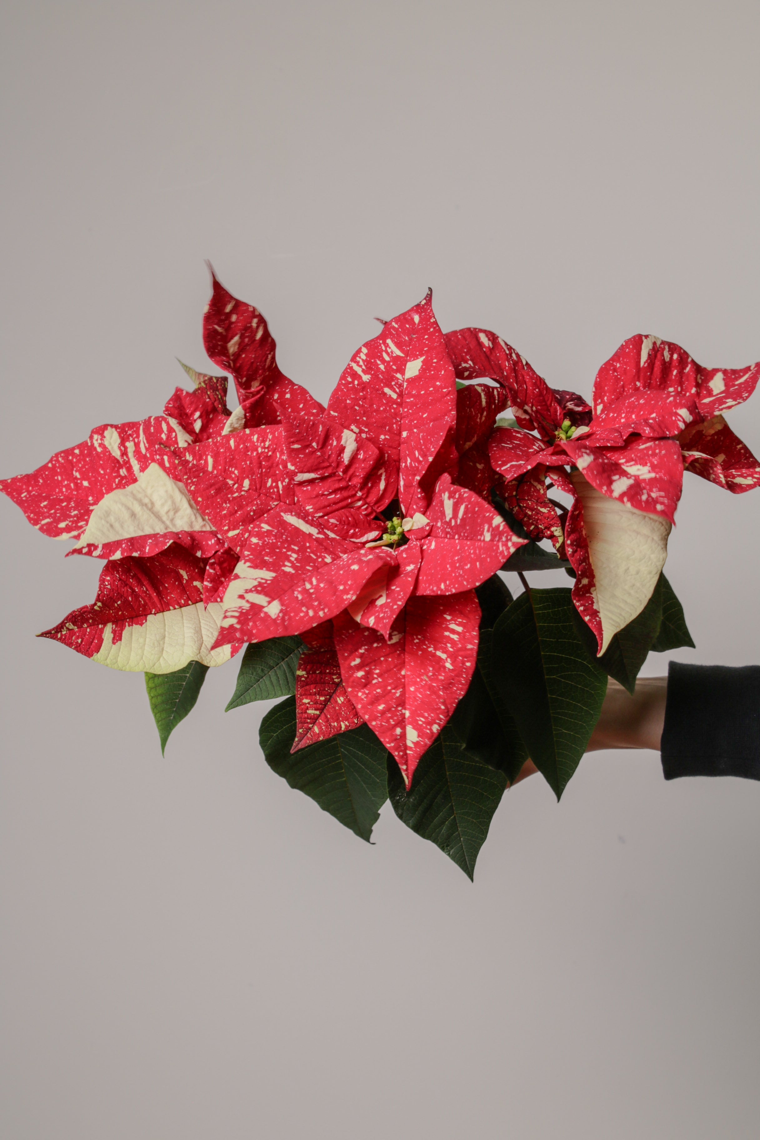 Jungleous-Santa (Poinsettia)-Bitki-3-Milagron.com