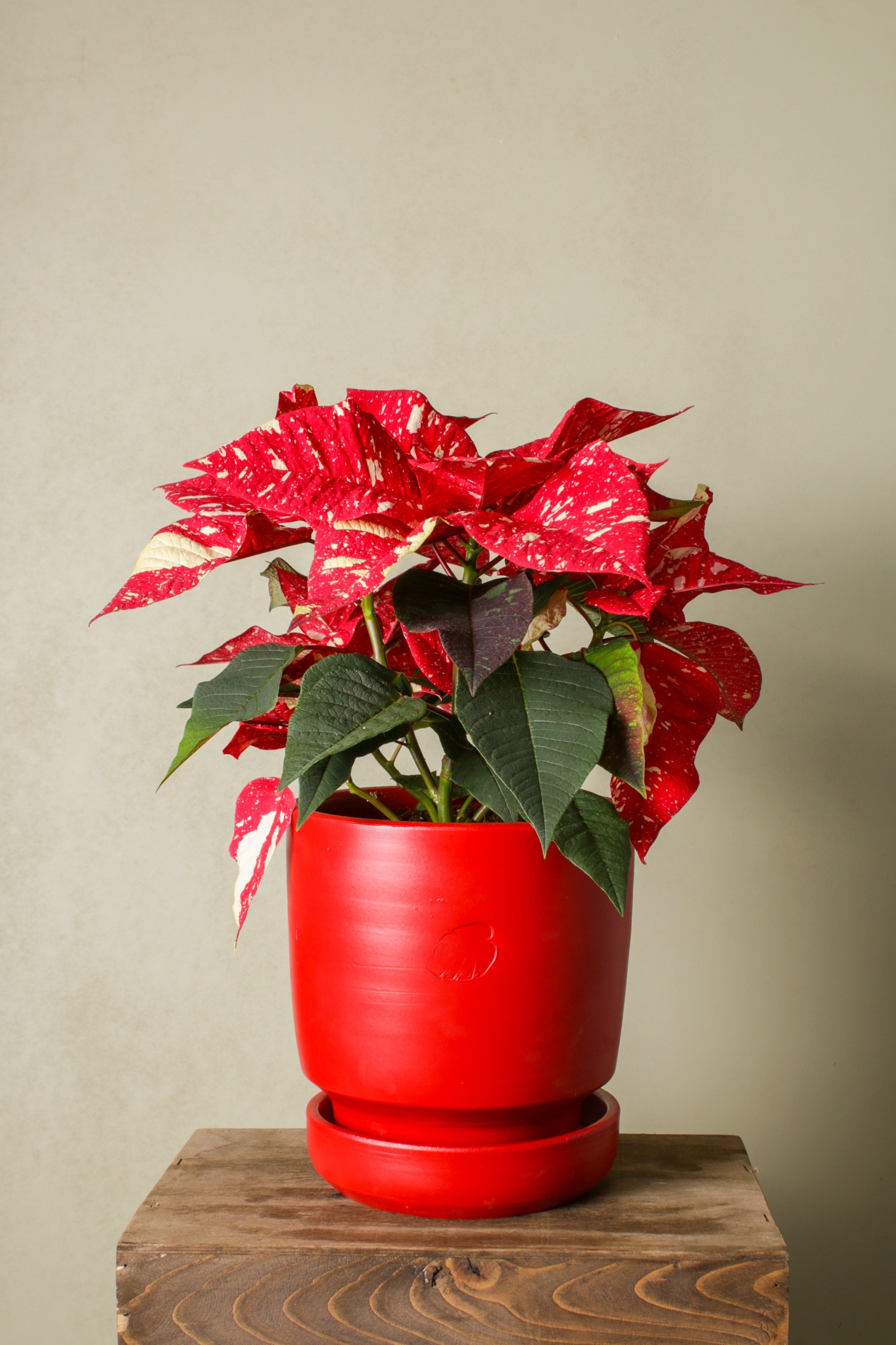 Jungleous-Santa (Poinsettia)-Bitki-4-Milagron.com