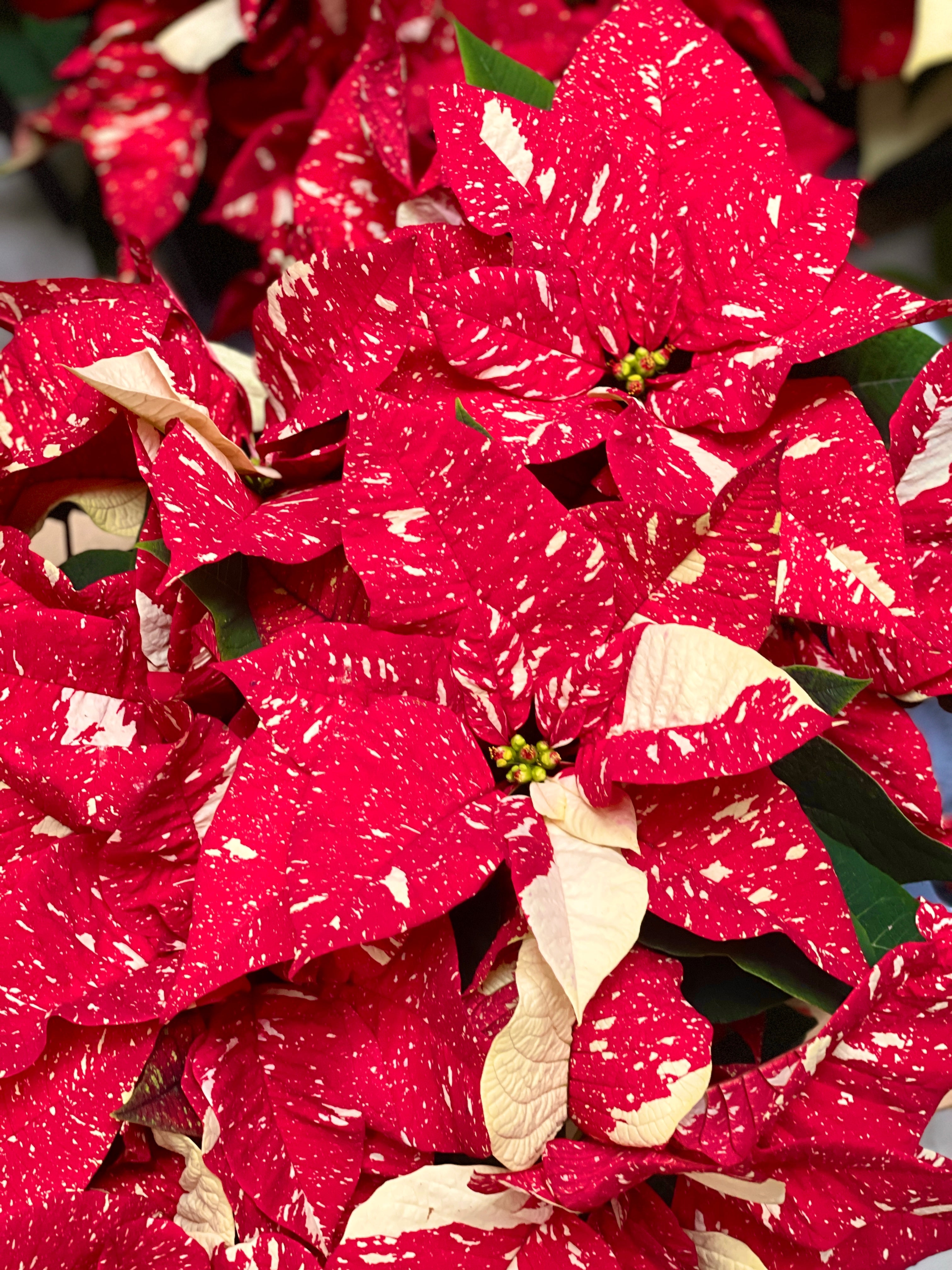 Jungleous-Santa (Poinsettia)-Bitki-5-Milagron.com