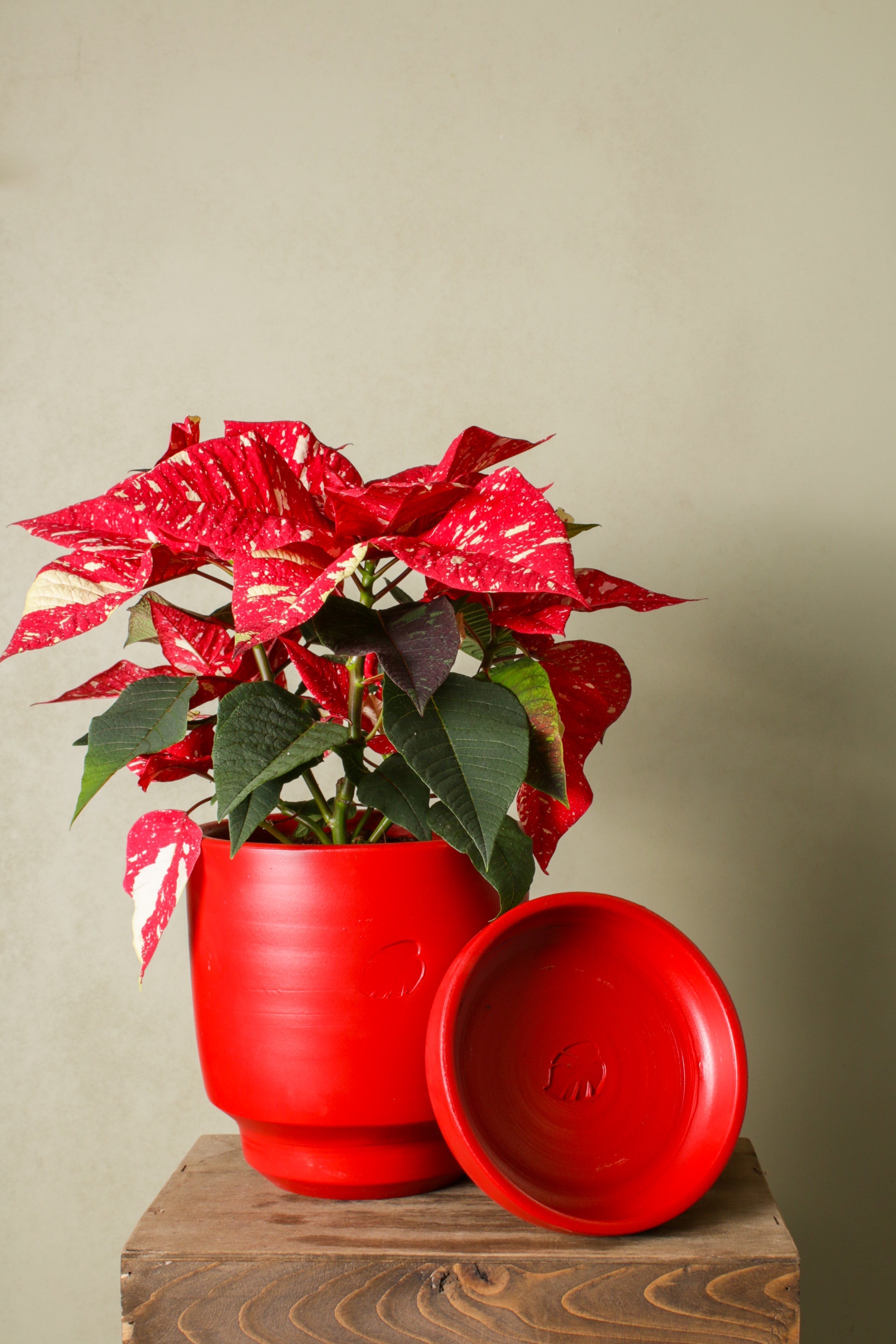 Jungleous-Santa (Poinsettia)-Bitki-6-Milagron.com