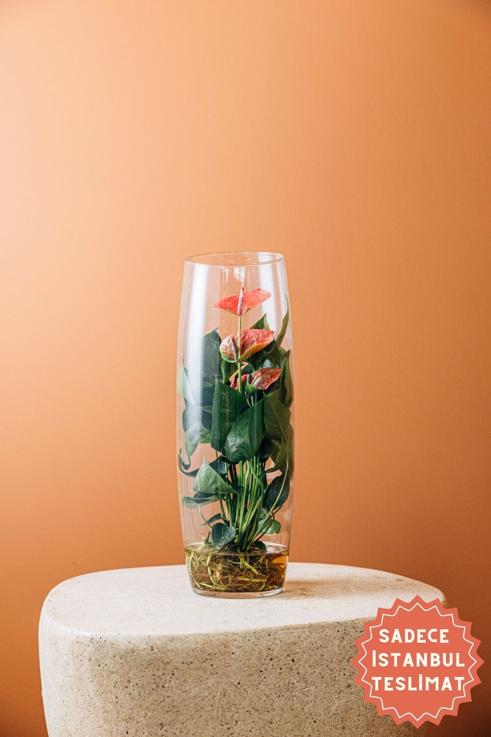 Jungleous-Sherry-Bitki-1-Milagron.com