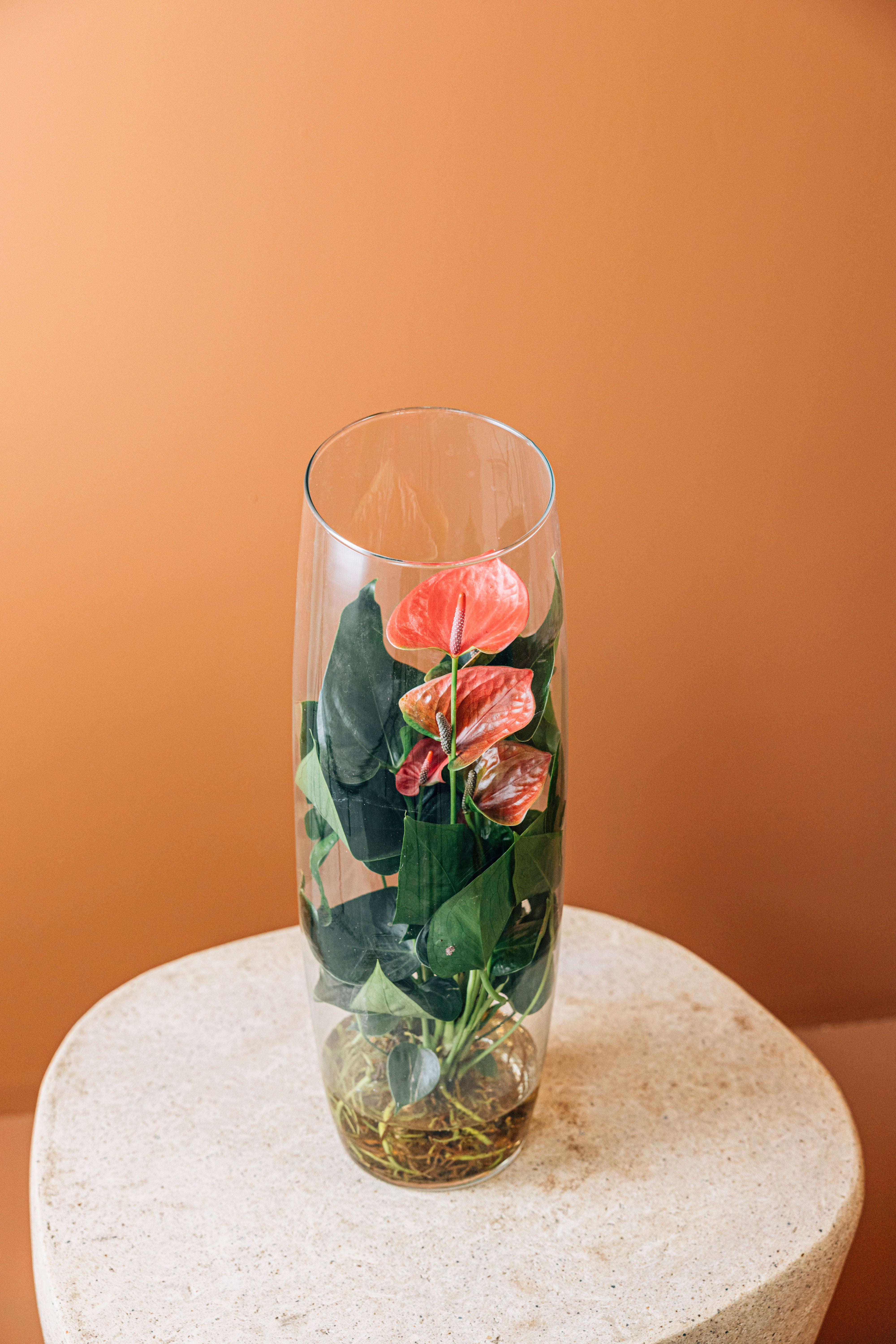 Jungleous-Sherry-Bitki-2-Milagron.com