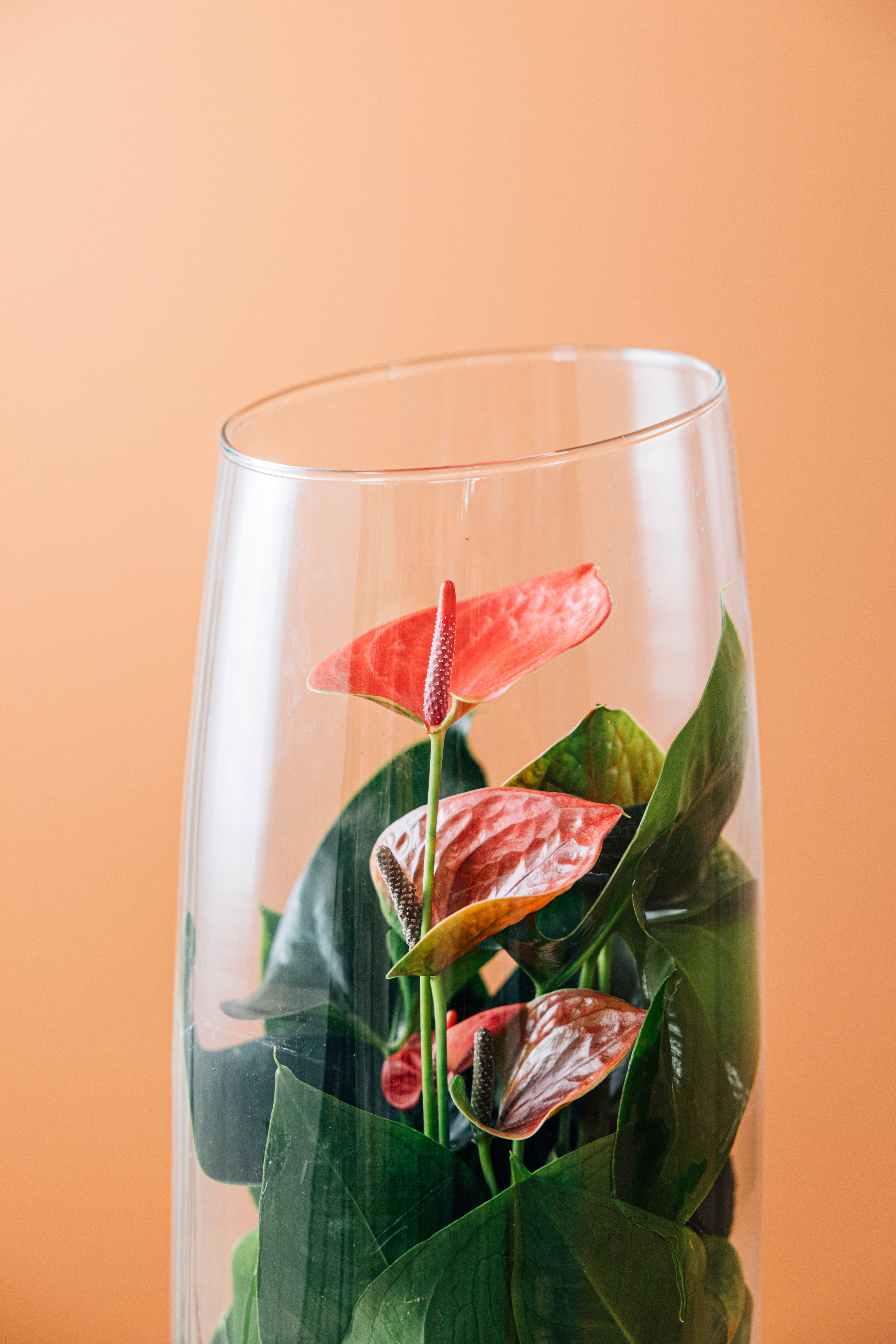 Jungleous-Sherry-Bitki-3-Milagron.com