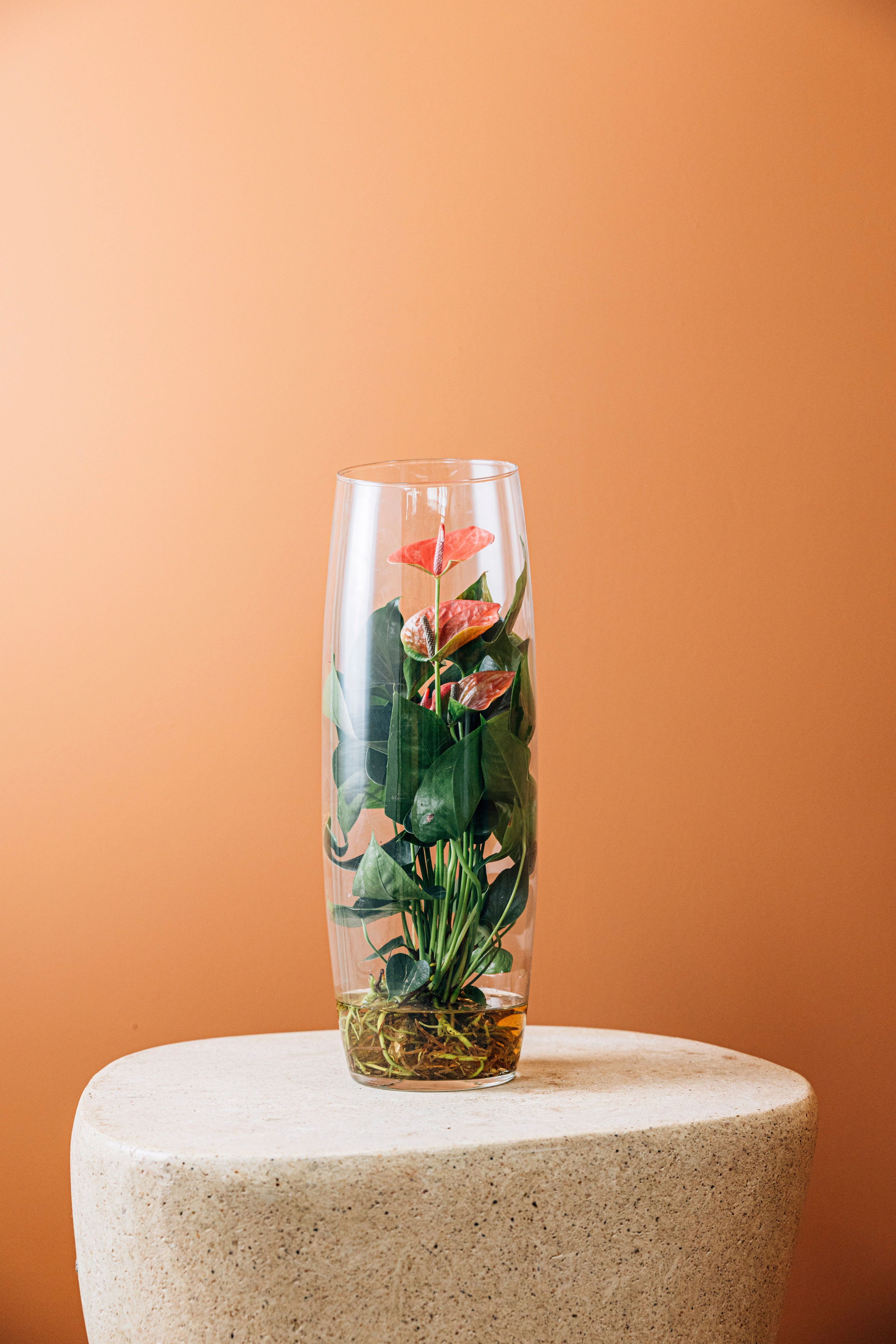 Jungleous-Sherry-Bitki-4-Milagron.com