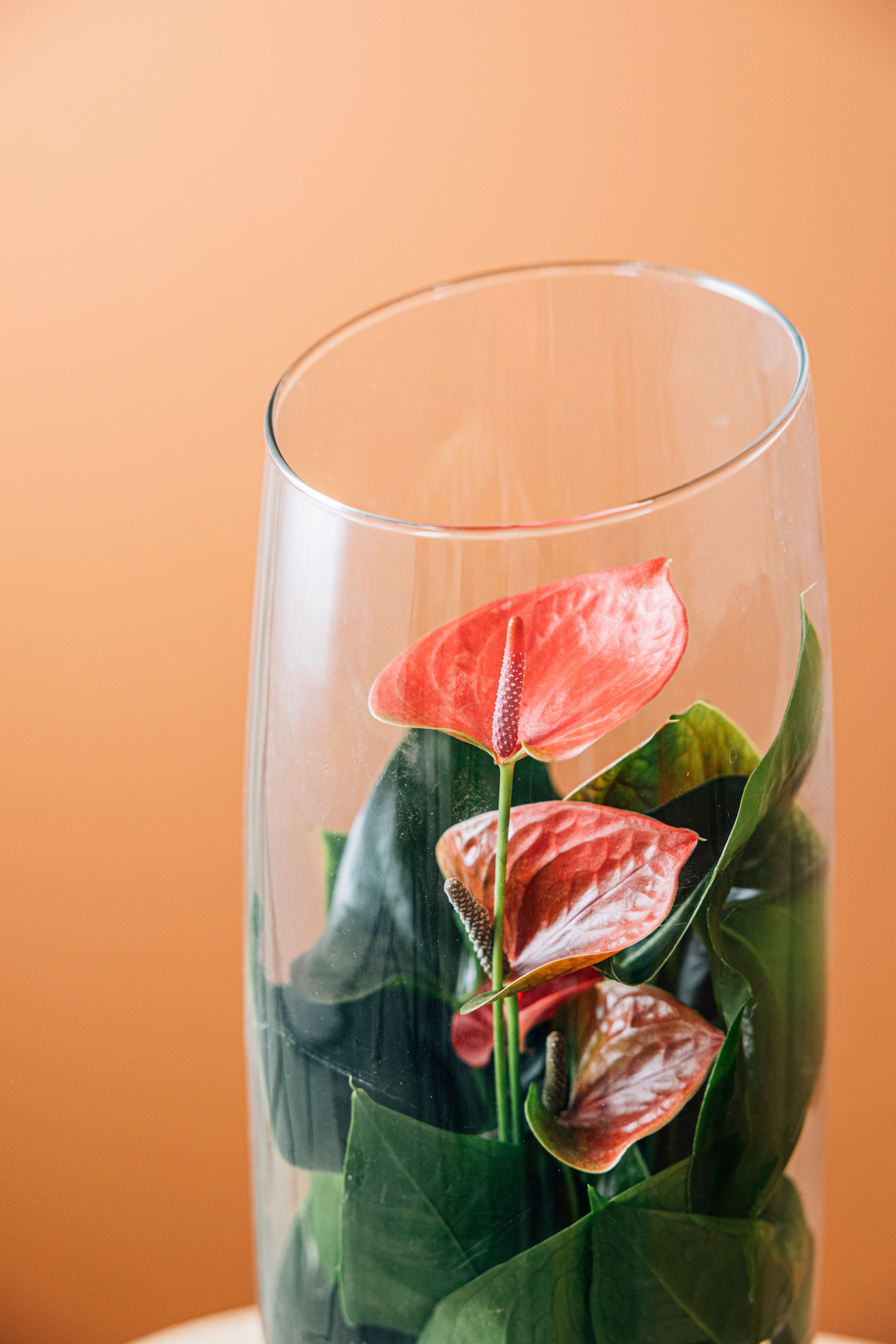 Jungleous-Sherry-Bitki-5-Milagron.com