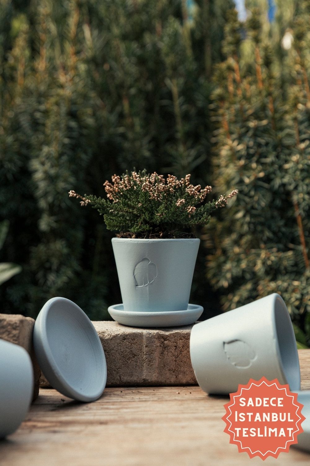 Jungleous-Sky Saksı 10 cm (Tabaklı)-Saksı-1-Milagron.com