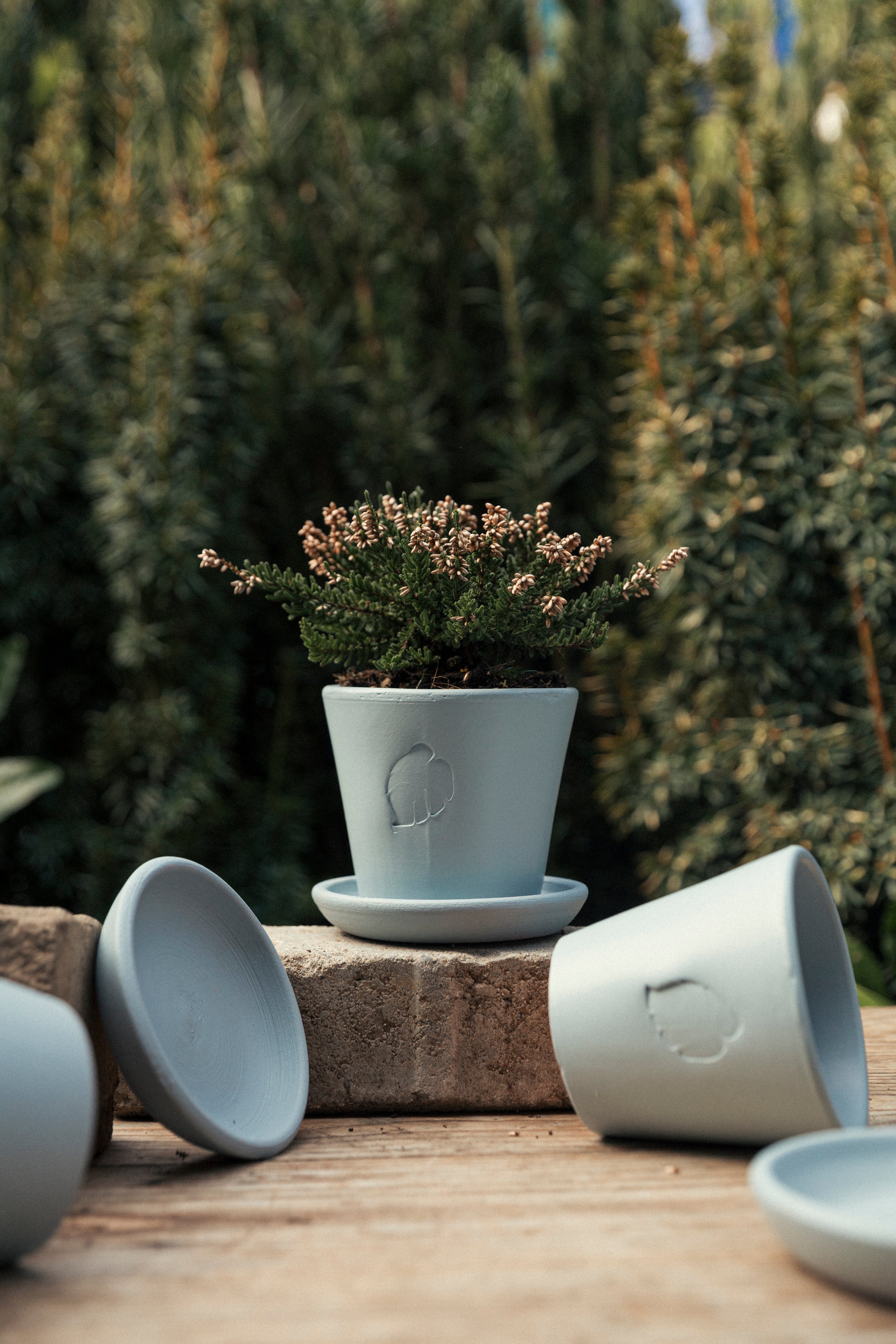 Jungleous-Sky Saksı 10 cm (Tabaklı)-Saksı-2-Milagron.com