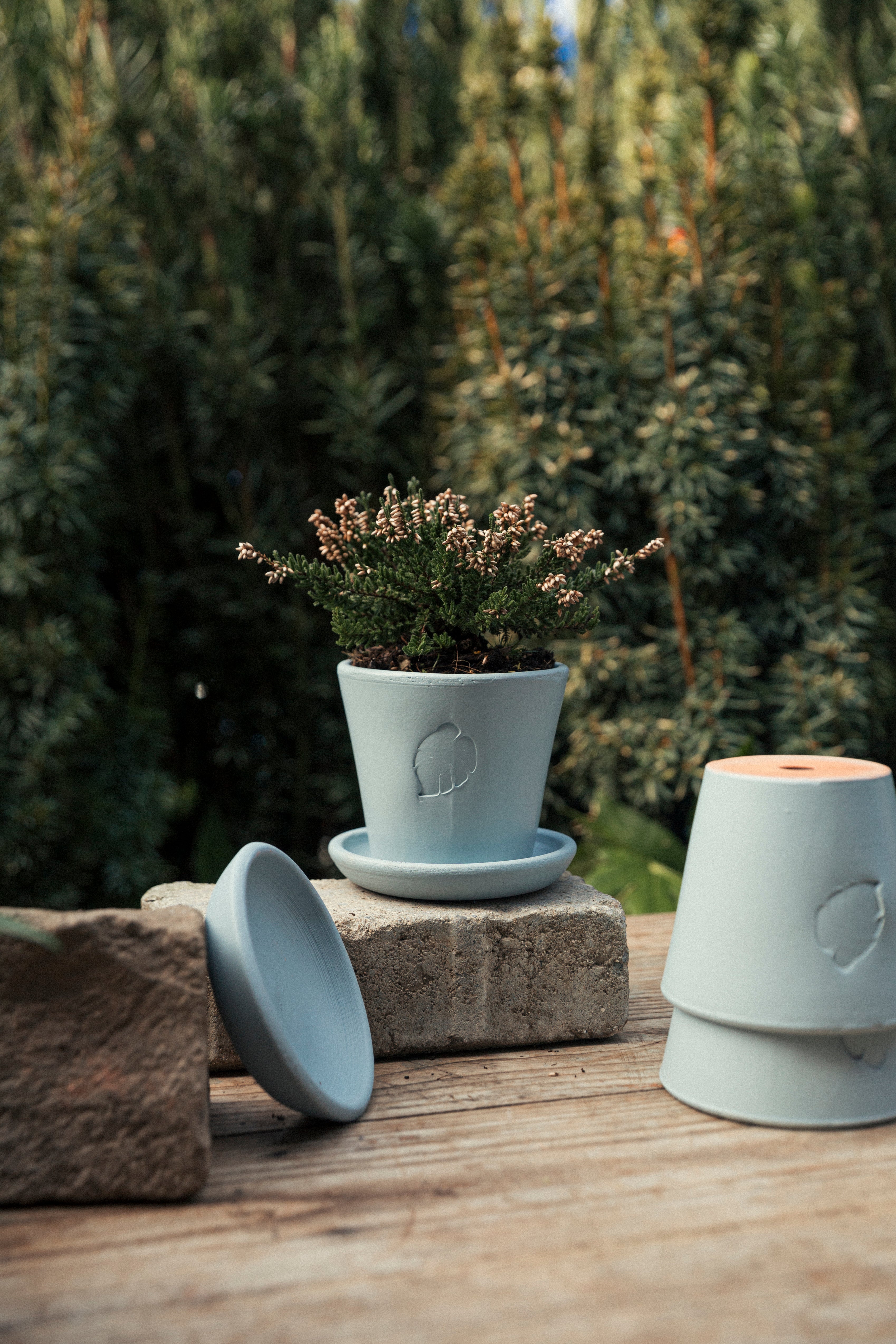 Jungleous-Sky Saksı 10 cm (Tabaklı)-Saksı-4-Milagron.com