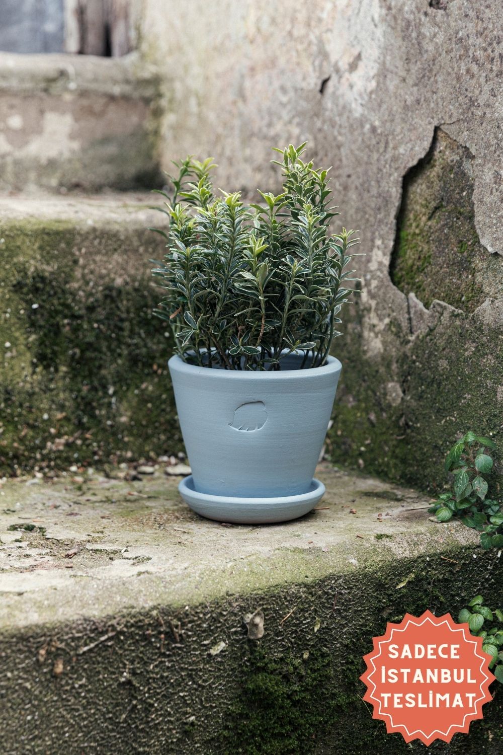 Jungleous-Sky Saksı 14 cm (Tabaklı)-Saksı-1-Milagron.com