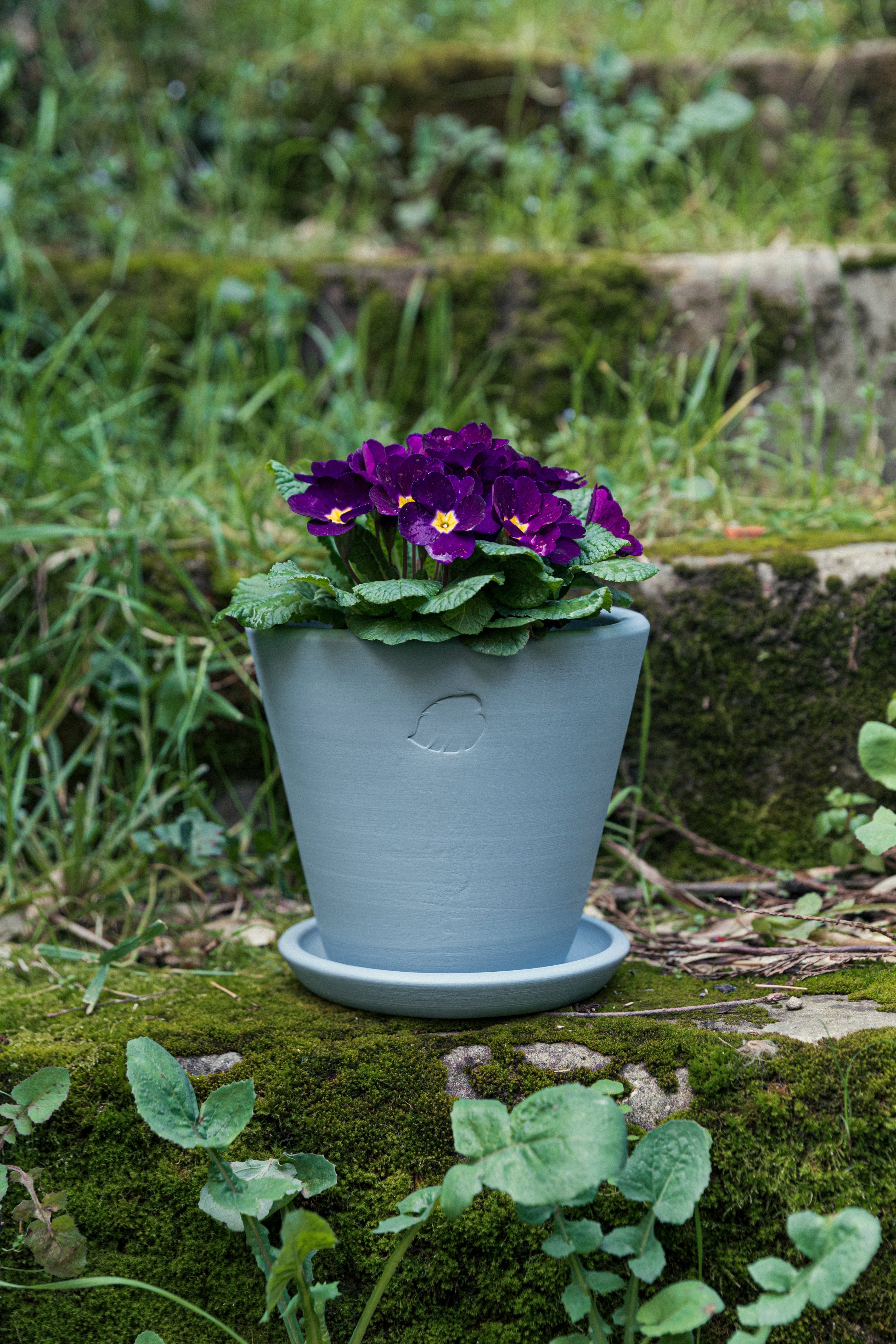 Jungleous-Sky Saksı 17 cm (Tabaklı)-Saksı-2-Milagron.com