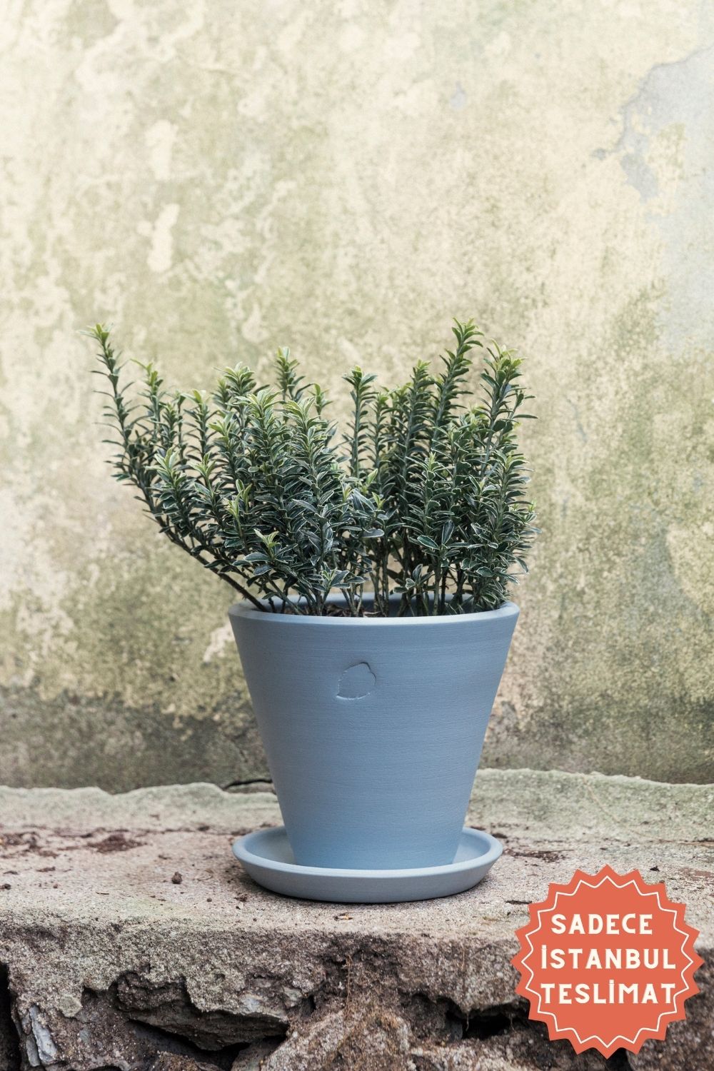 Jungleous-Sky Saksı 22 cm (Tabaklı)-Saksı-1-Milagron.com