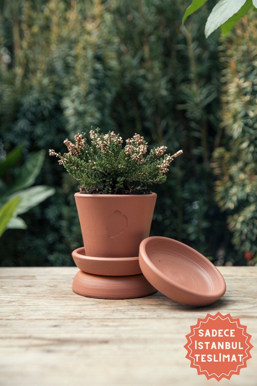 Jungleous-Sunset Saksı 10 cm (Tabaklı)-Saksı-1-Milagron.com