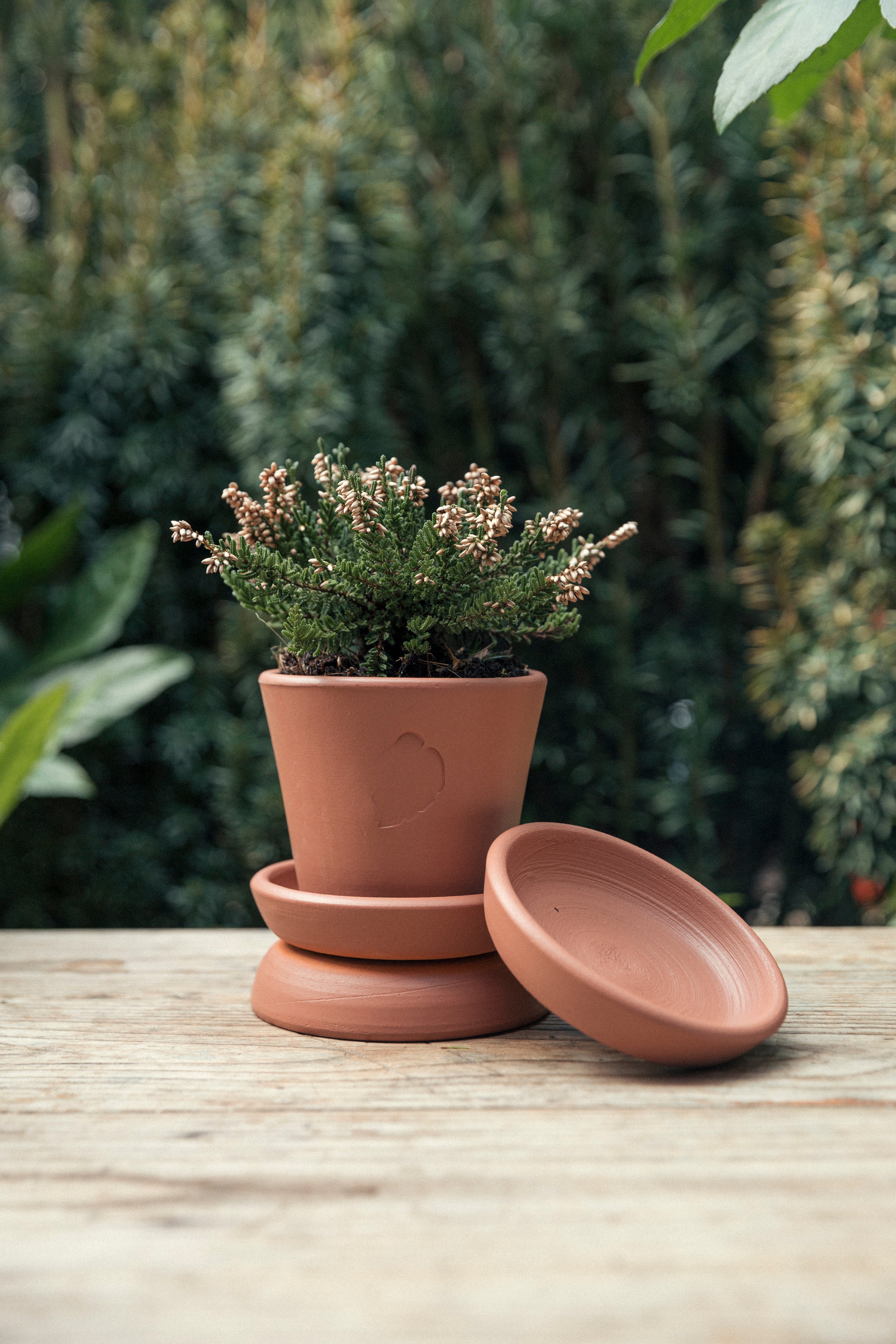 Jungleous-Sunset Saksı 10 cm (Tabaklı)-Saksı-2-Milagron.com