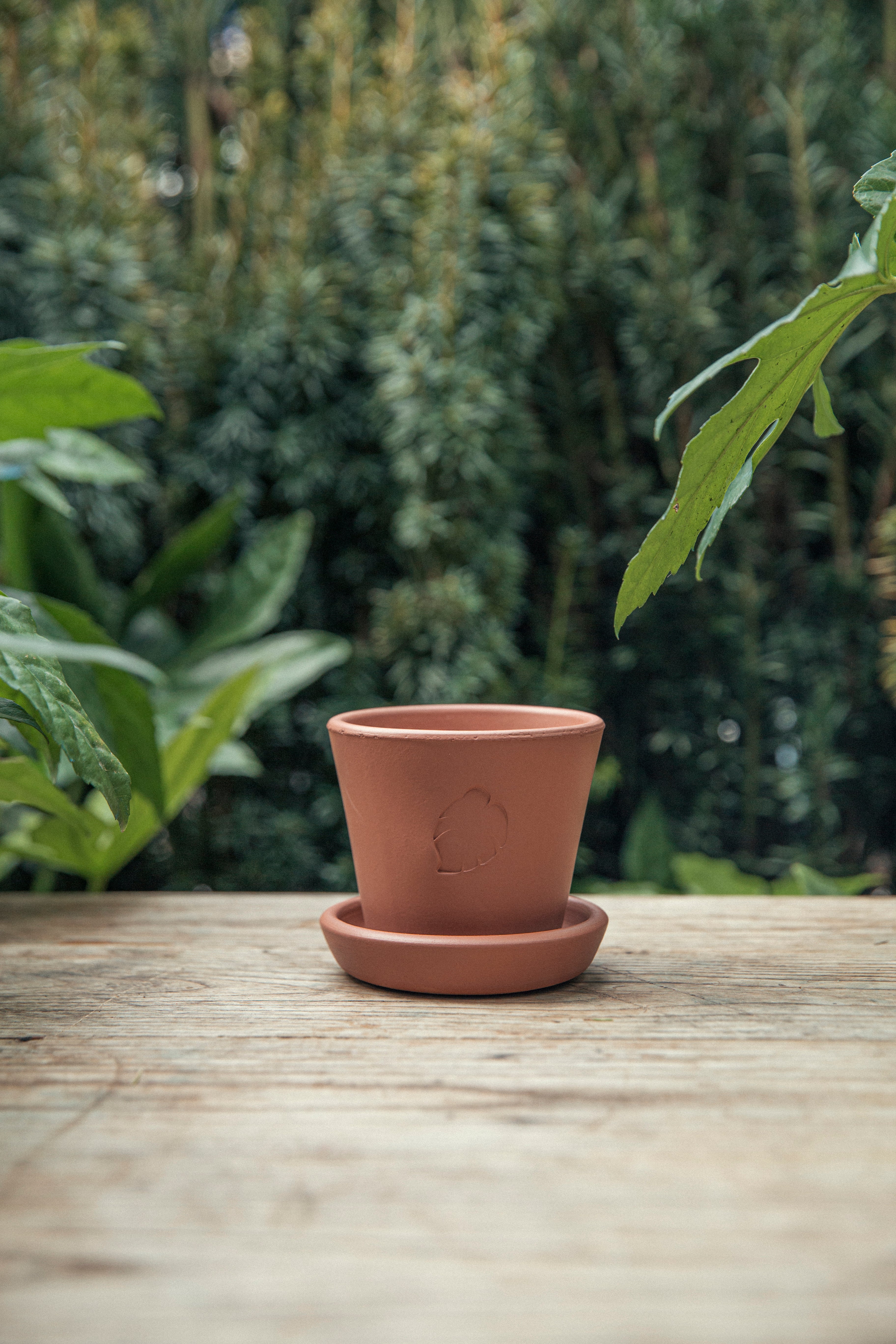 Jungleous-Sunset Saksı 10 cm (Tabaklı)-Saksı-3-Milagron.com