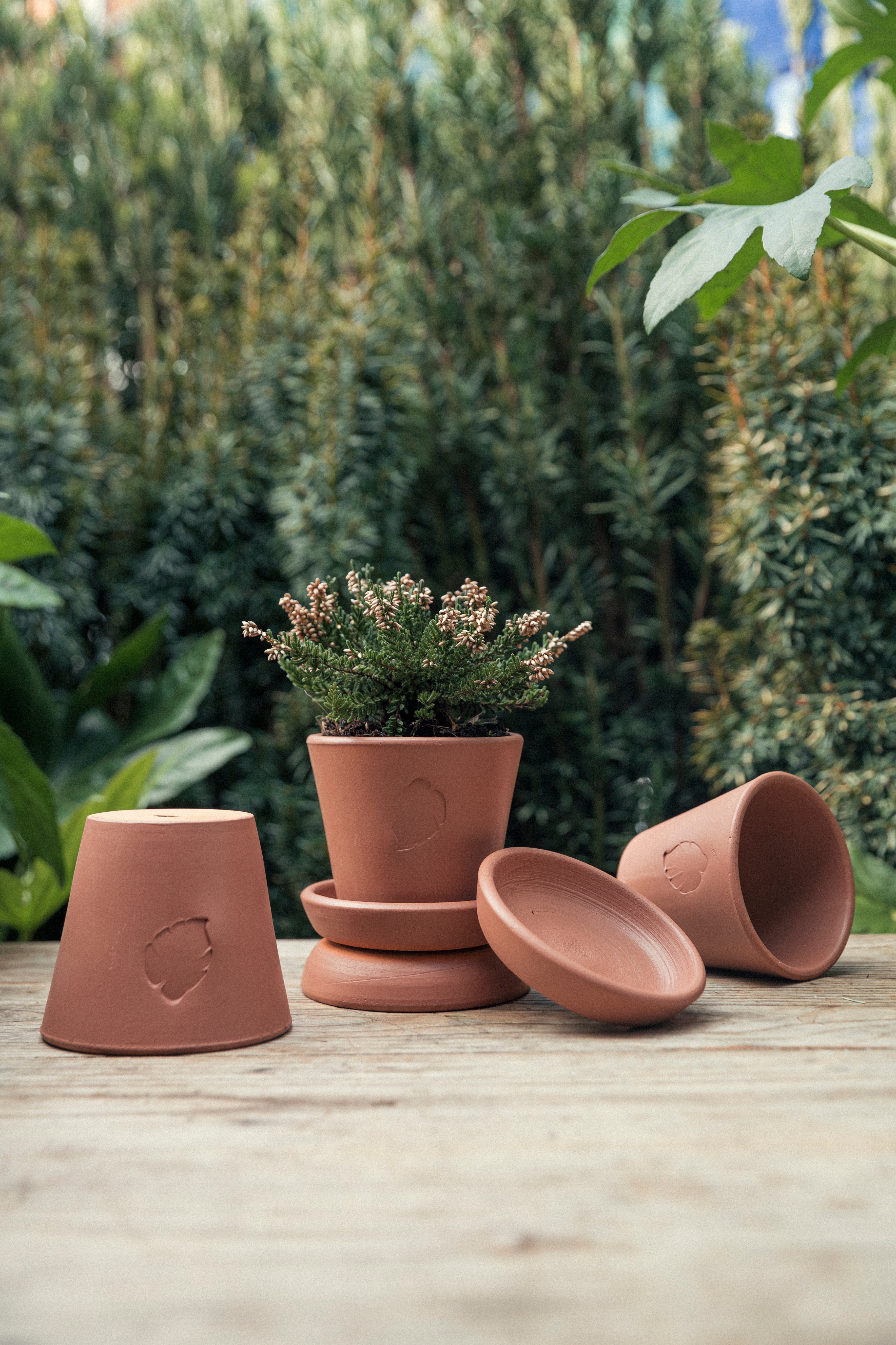 Jungleous-Sunset Saksı 10 cm (Tabaklı)-Saksı-4-Milagron.com