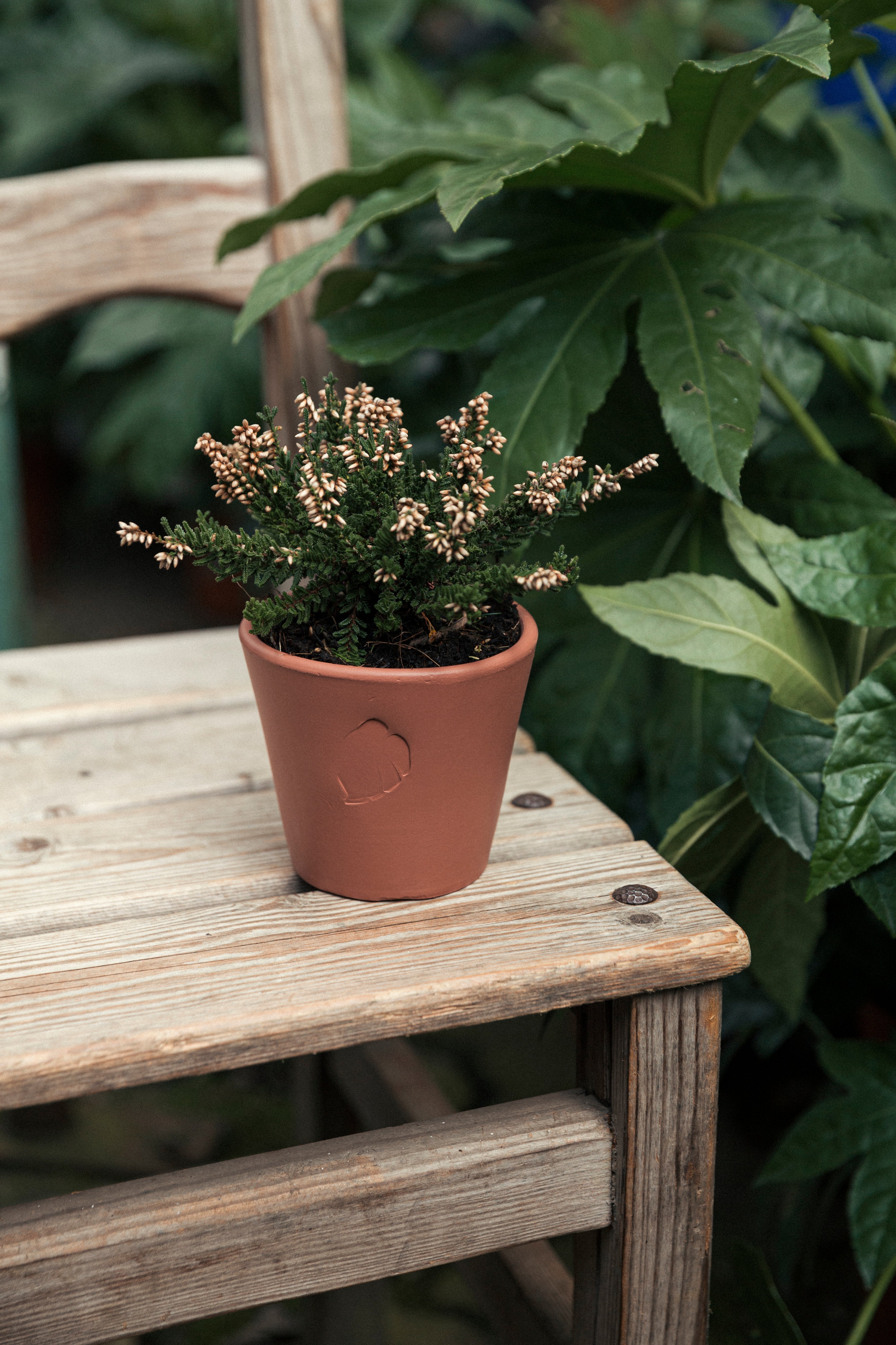 Jungleous-Sunset Saksı 10 cm (Tabaklı)-Saksı-5-Milagron.com